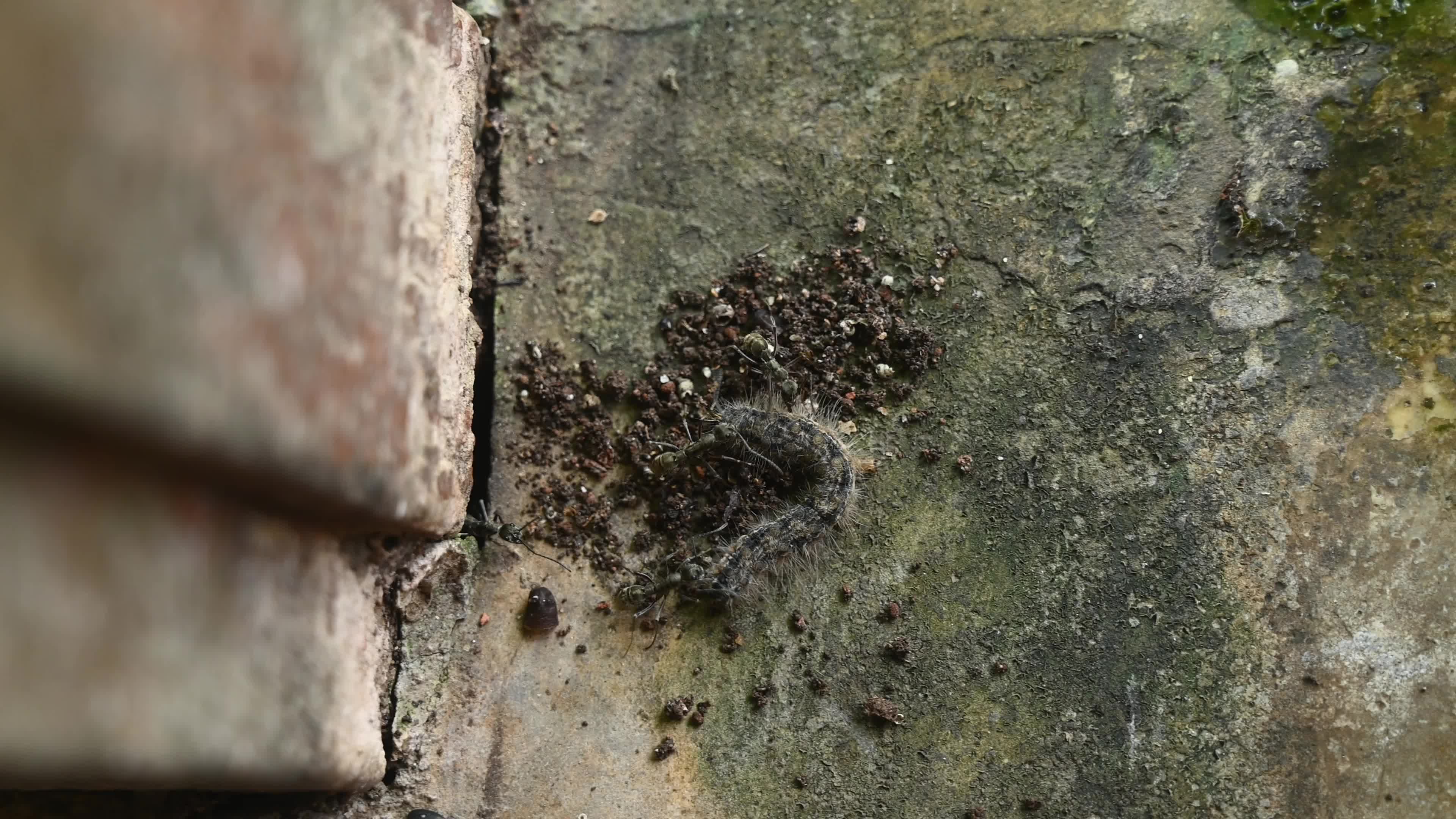 Diacamma Ants - Animal India 