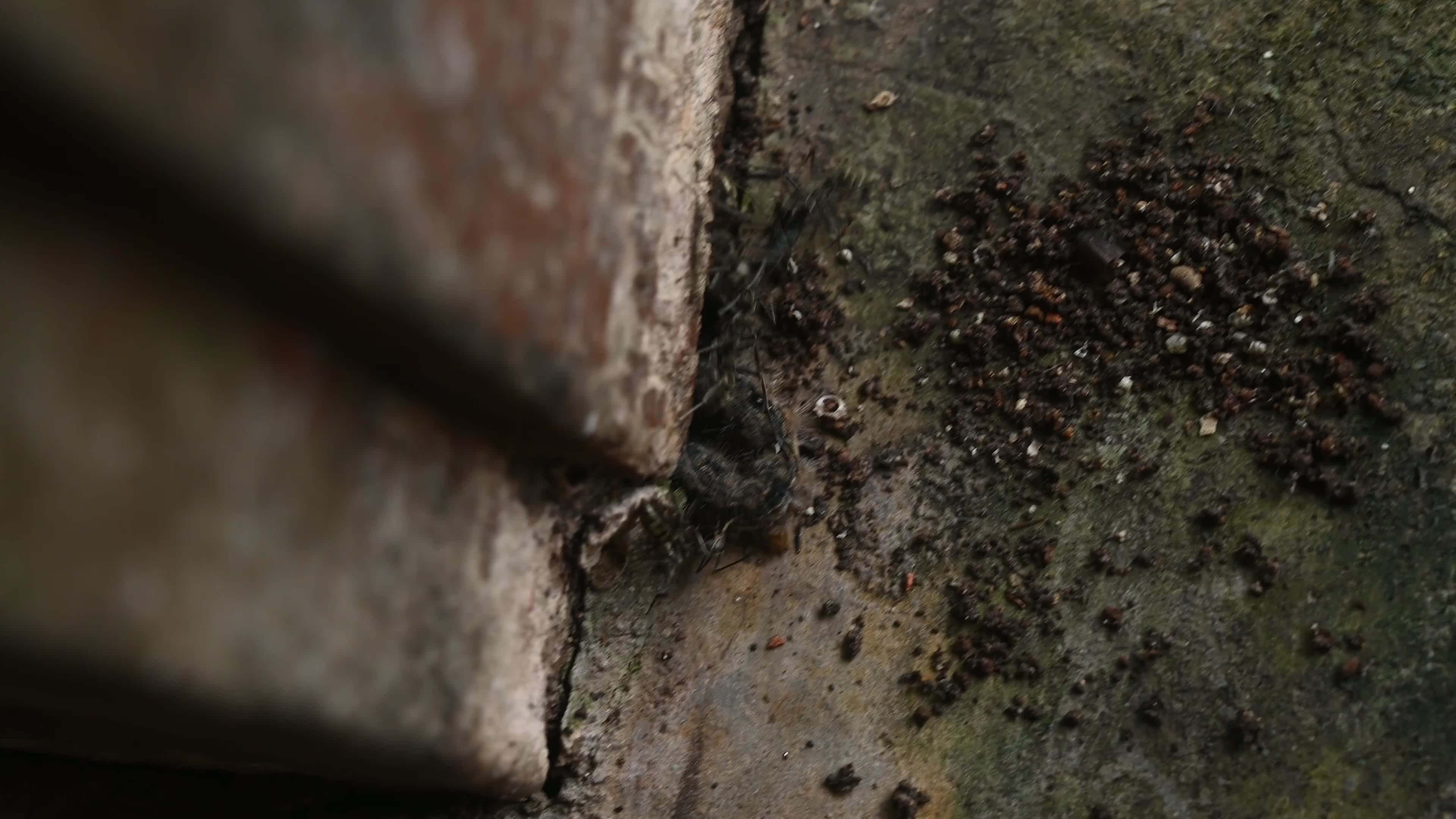 Diacamma Ants - Animal India 