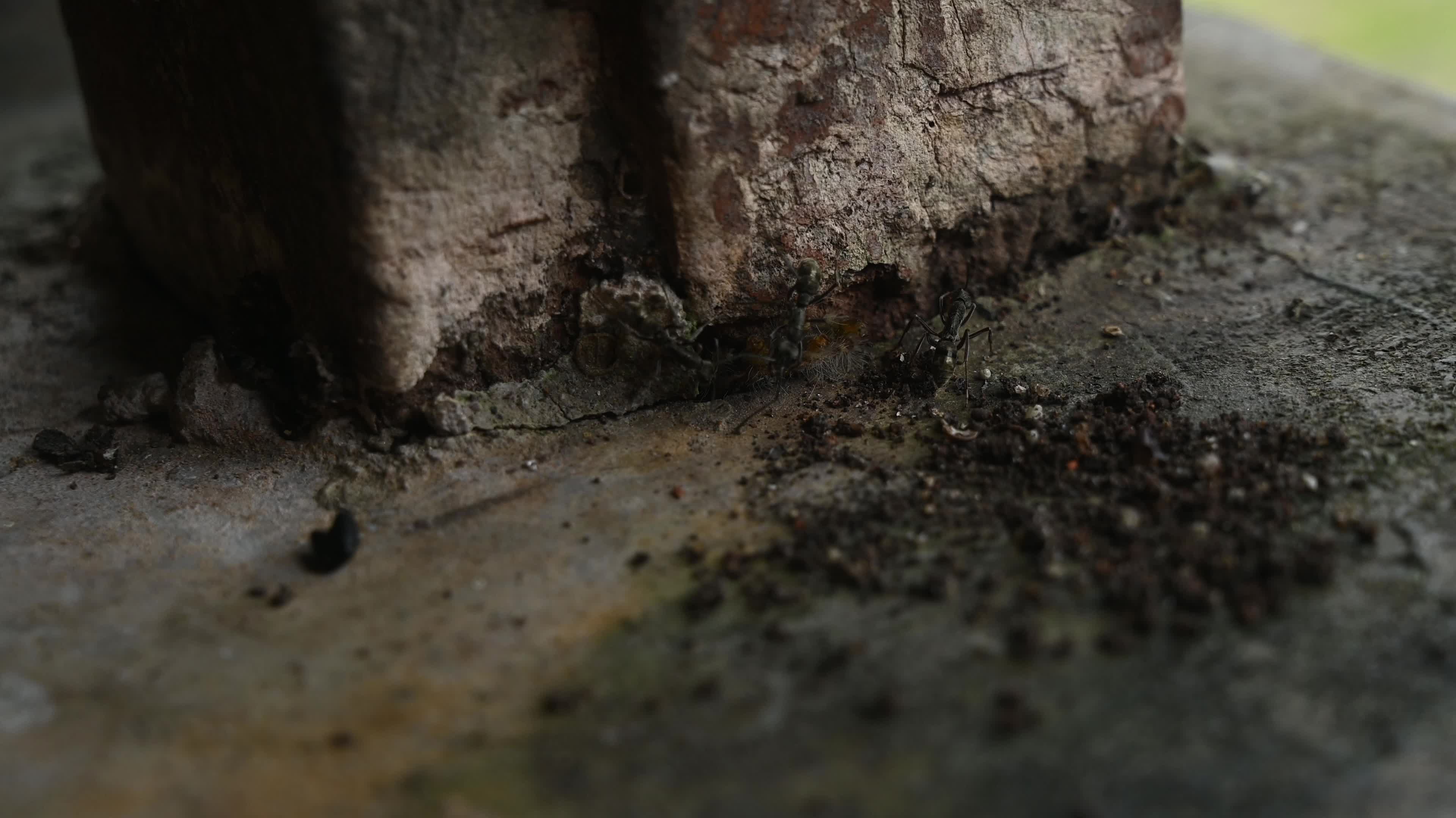 Diacamma Ants - Animal India 