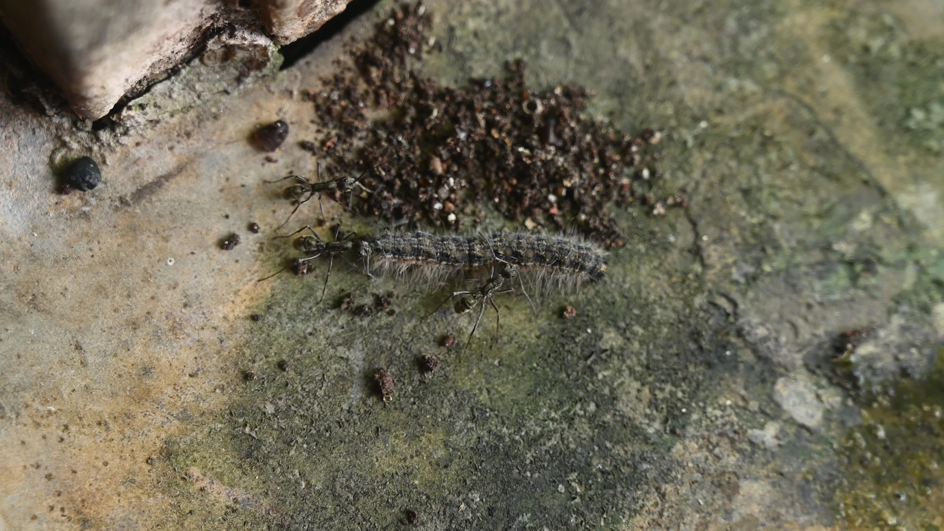 Diacamma Ants - Animal India 