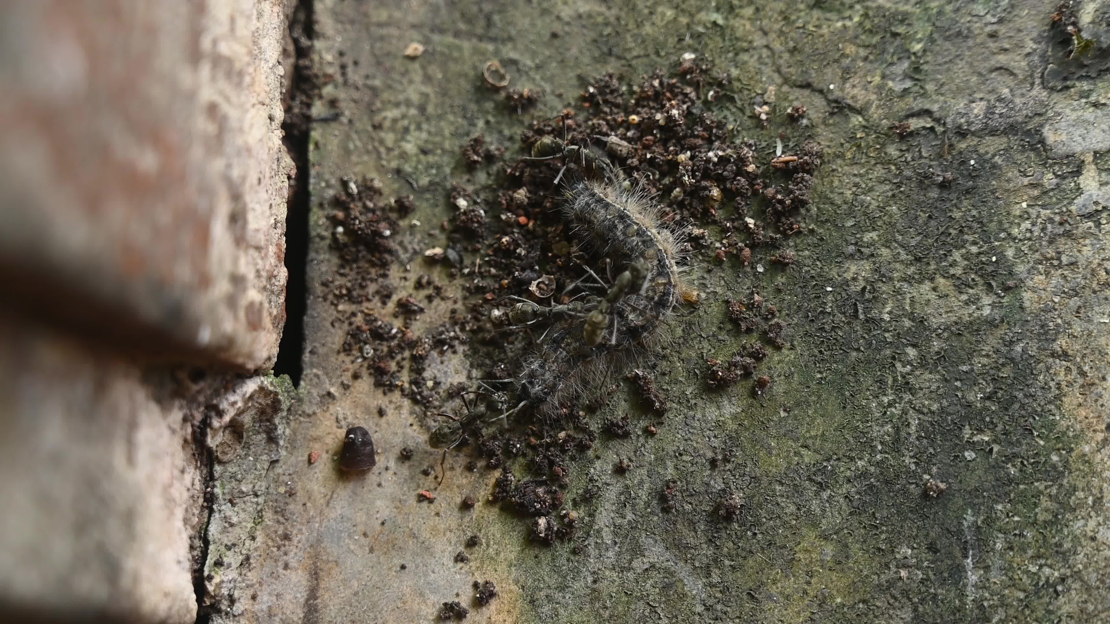 Diacamma Ants - Animal India 