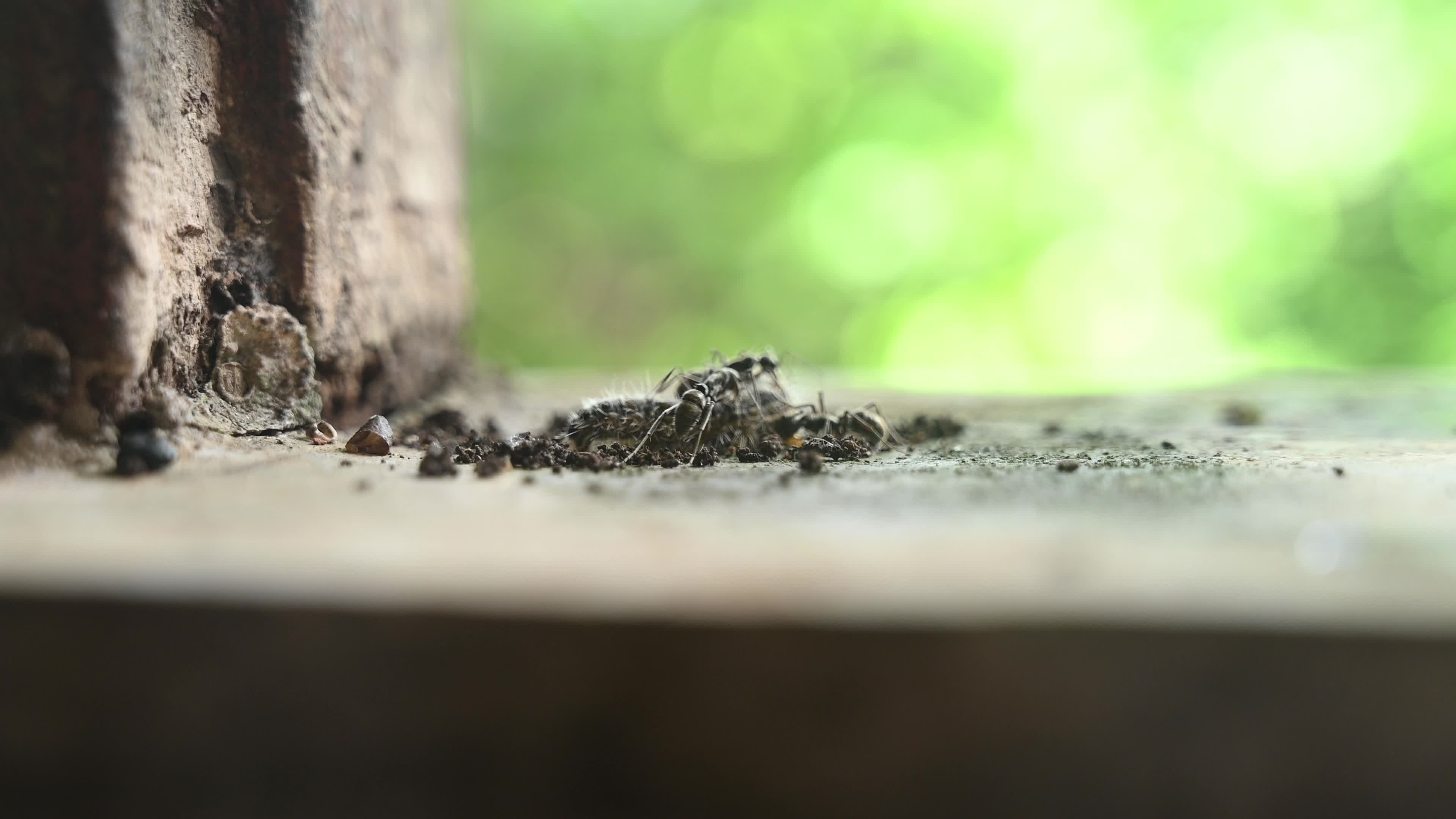 Diacamma Ants - Animal India 