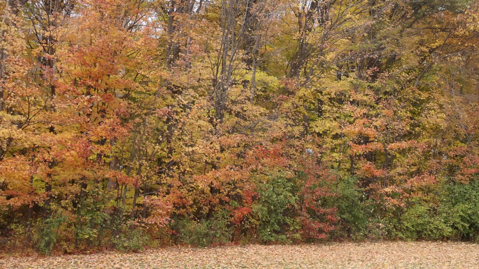 Autumn season in Scarborough