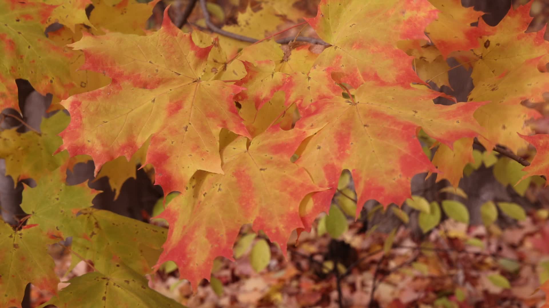 Autumn season in Scarborough