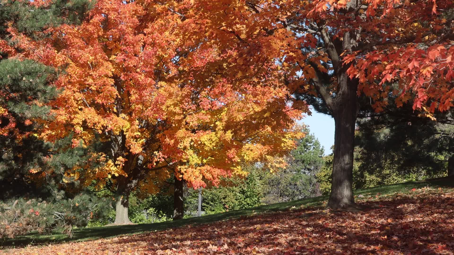 Autumn season in Scarborough