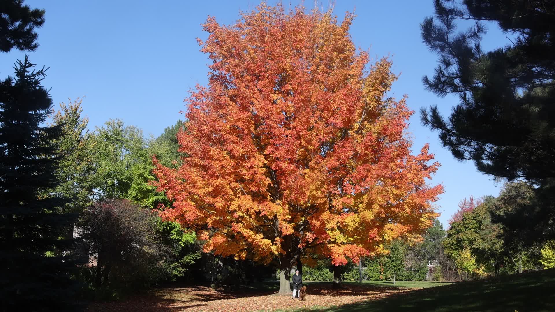 Autumn season in Scarborough