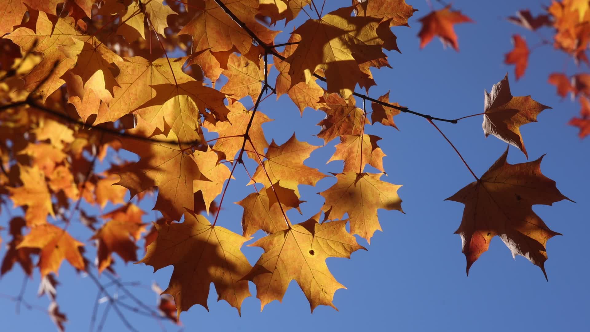 Autumn season in Scarborough