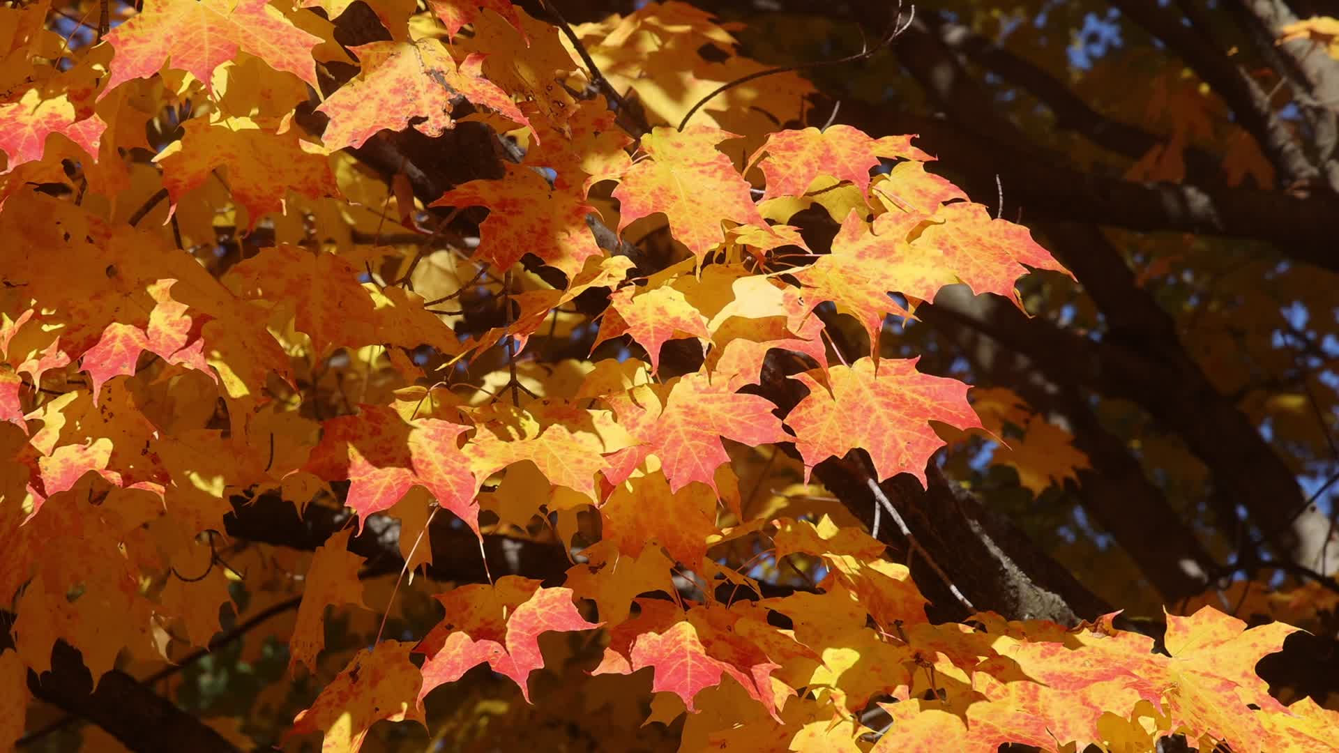 Autumn season in Scarborough