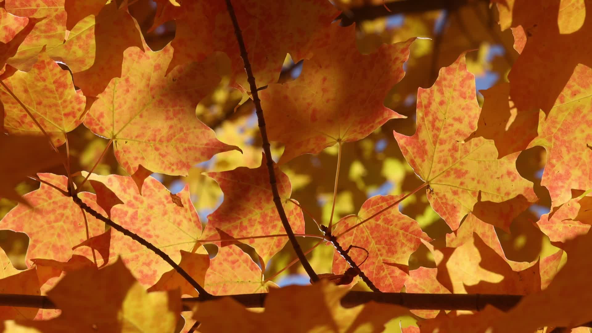 Autumn season in Scarborough
