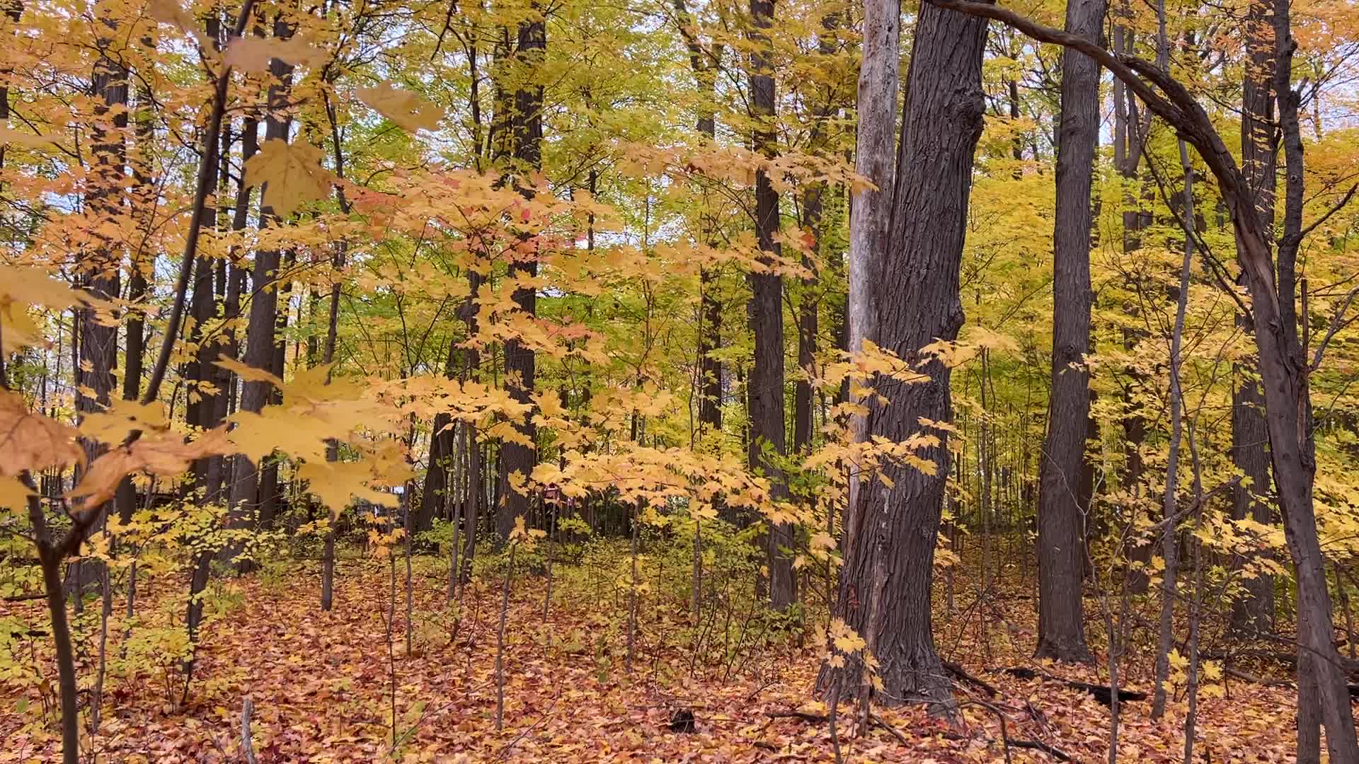 Autumn season in Scarborough