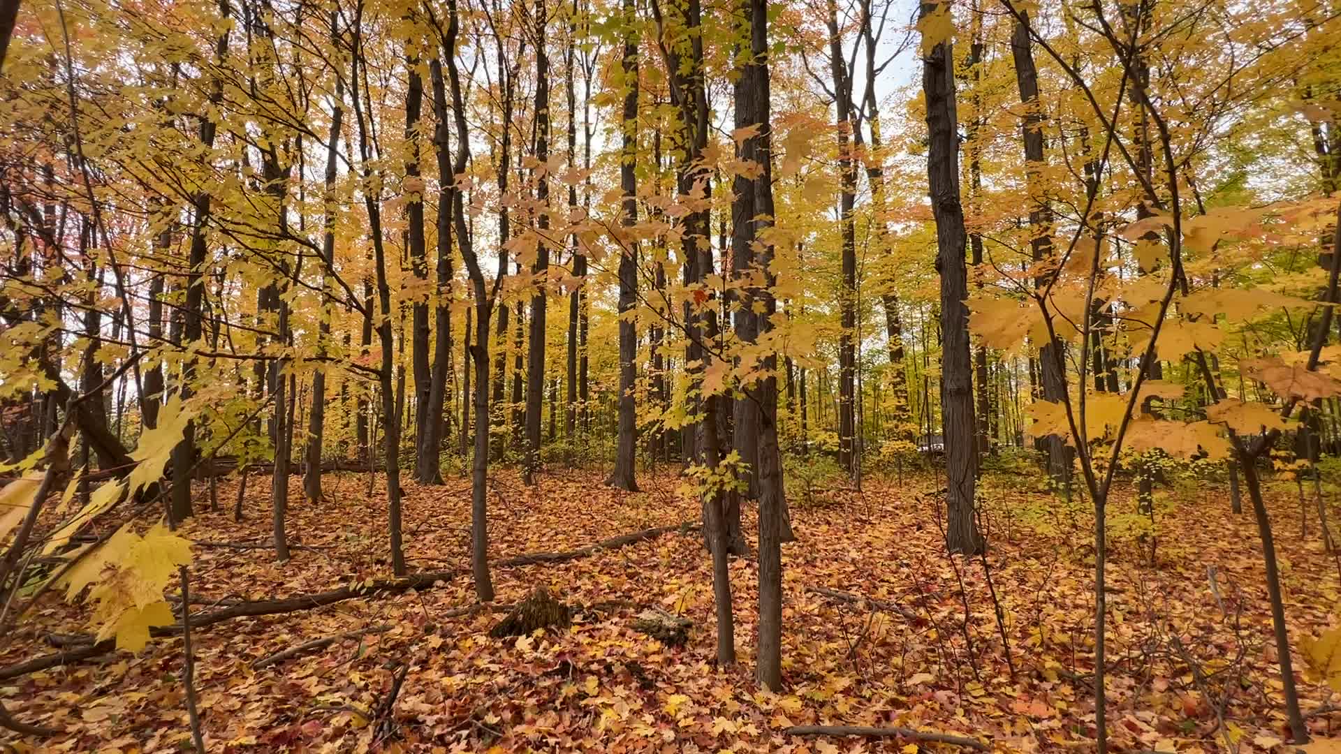 Autumn season in Scarborough