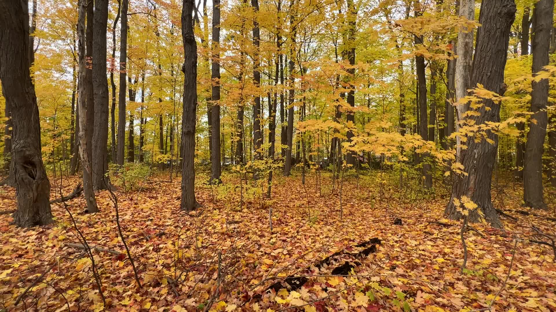 Autumn season in Scarborough