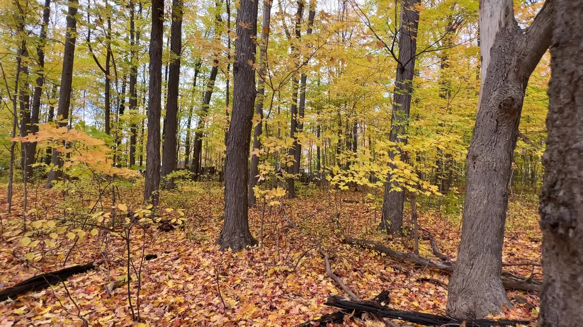 Autumn season in Scarborough