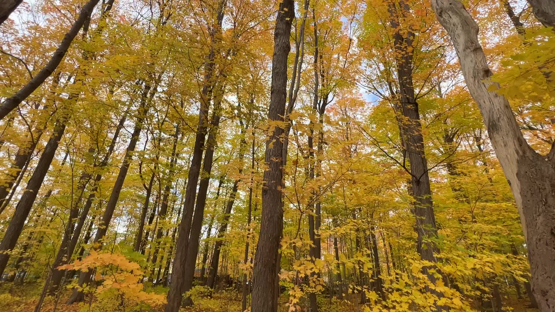 Autumn season in Scarborough