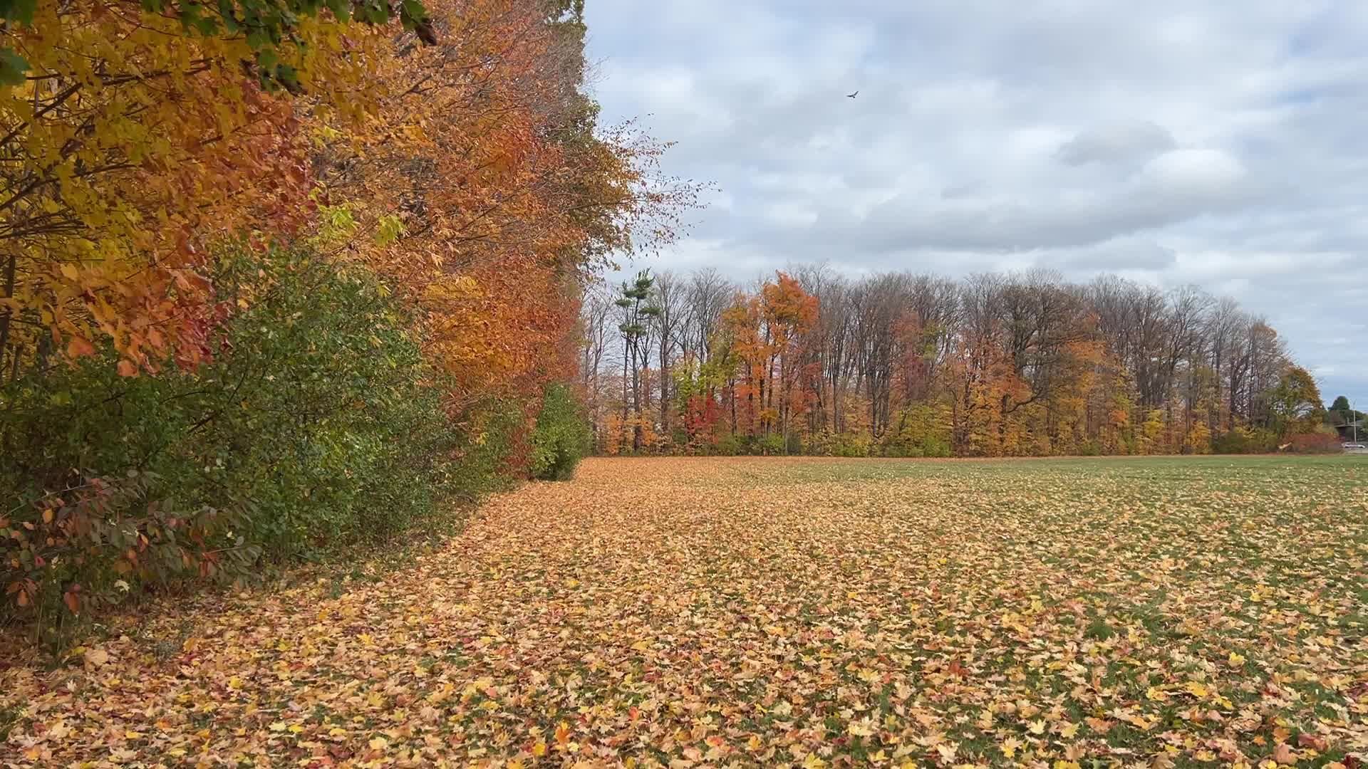 Autumn season in Scarborough