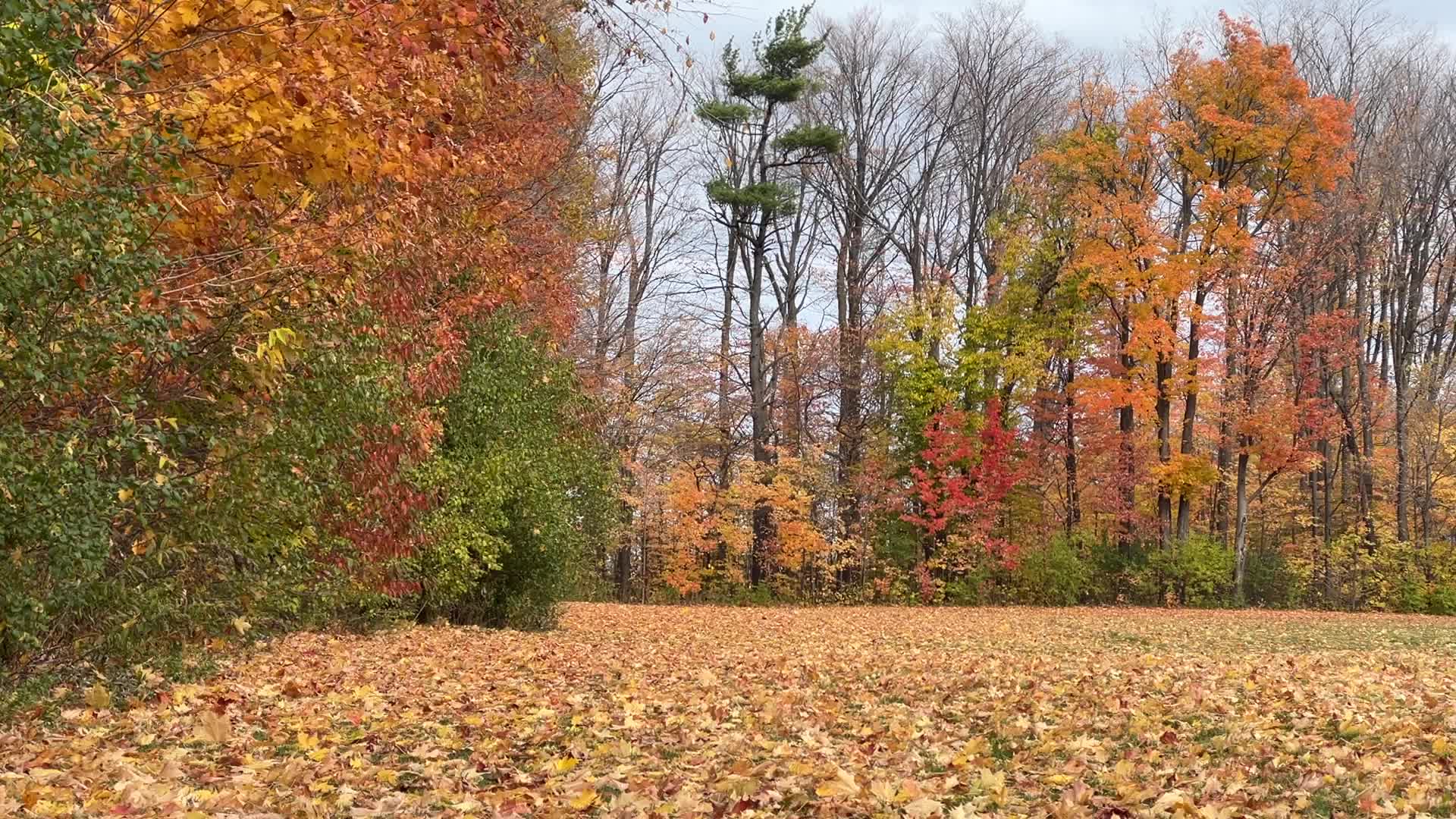 Autumn season in Scarborough