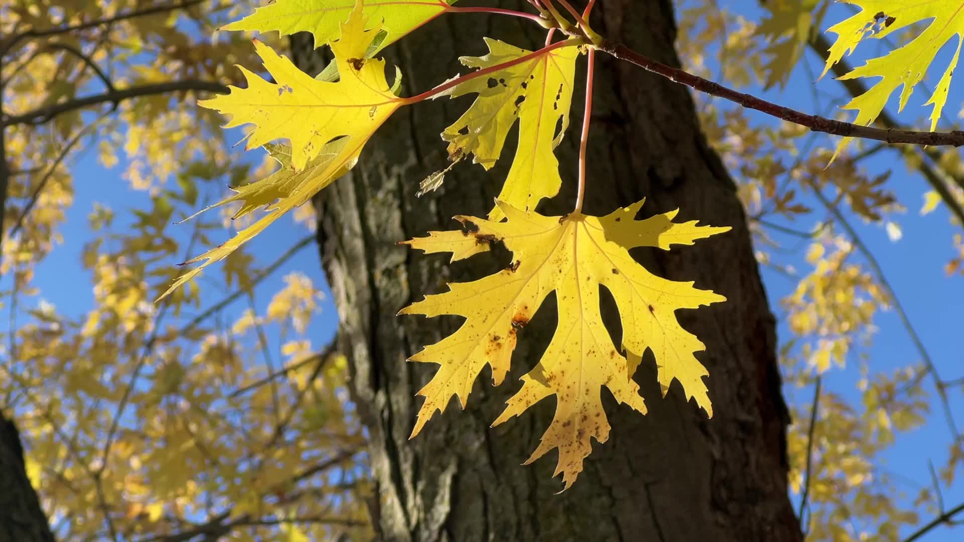 Autumn season in Scarborough