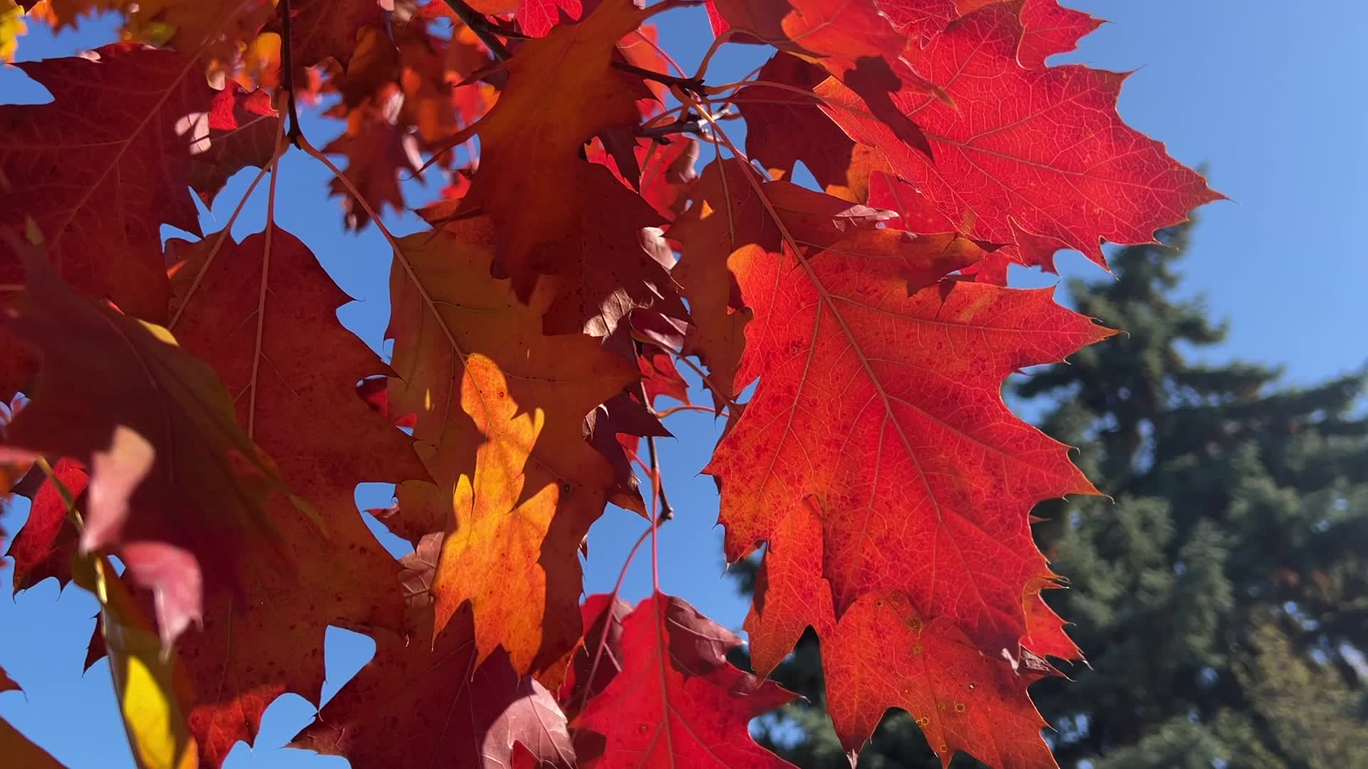 Autumn season in Scarborough