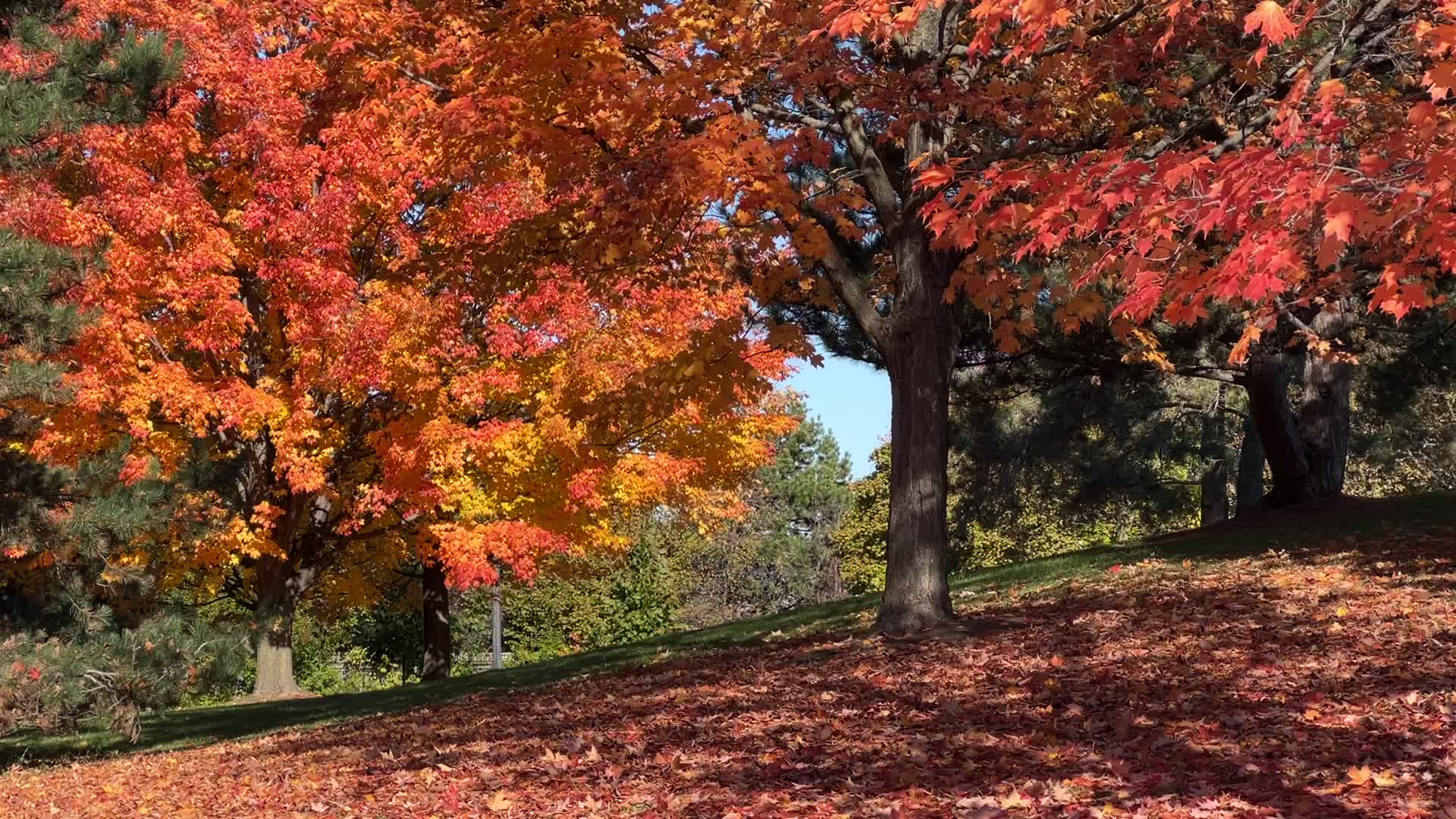 Autumn season in Scarborough