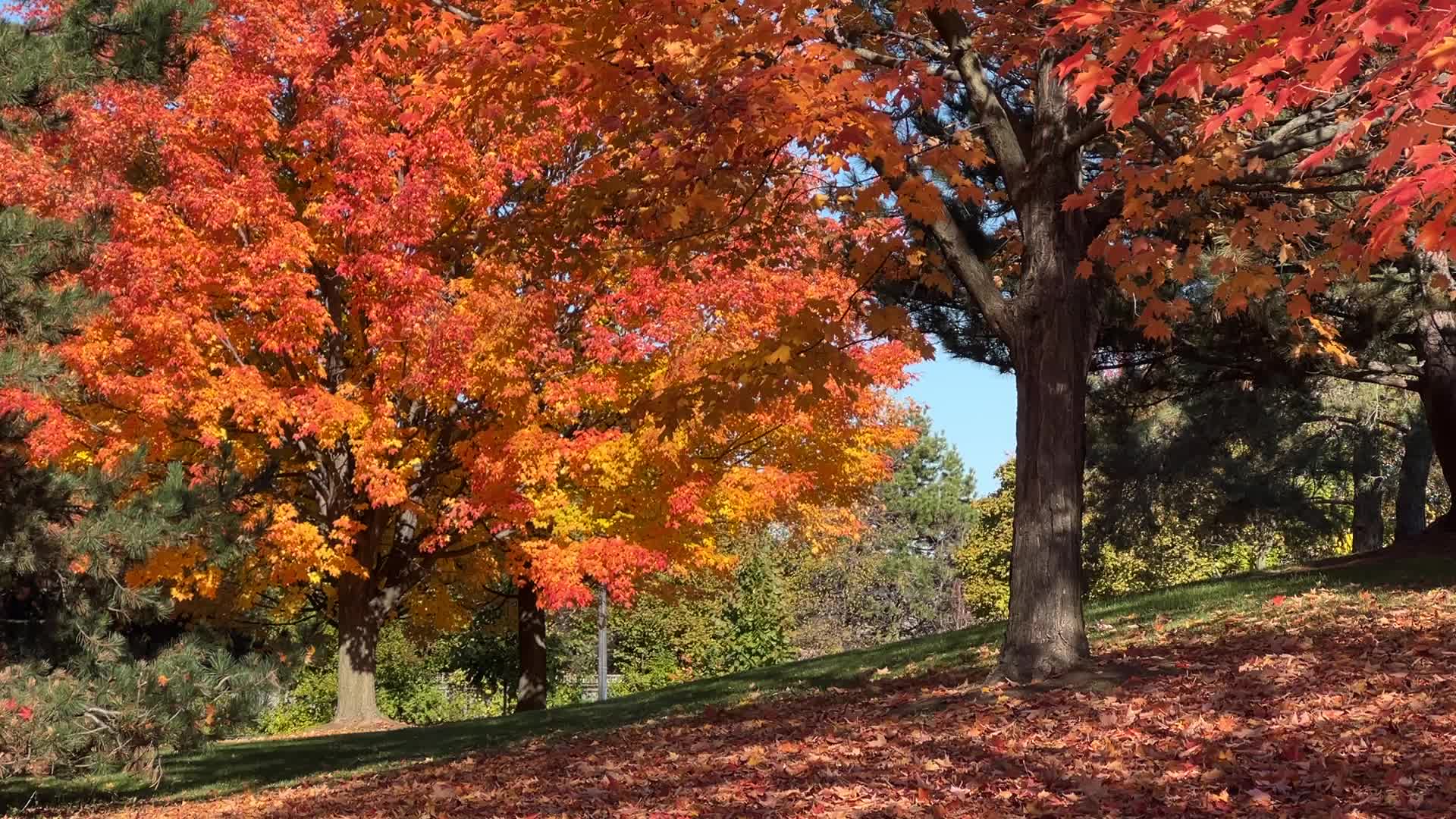 Autumn season in Scarborough