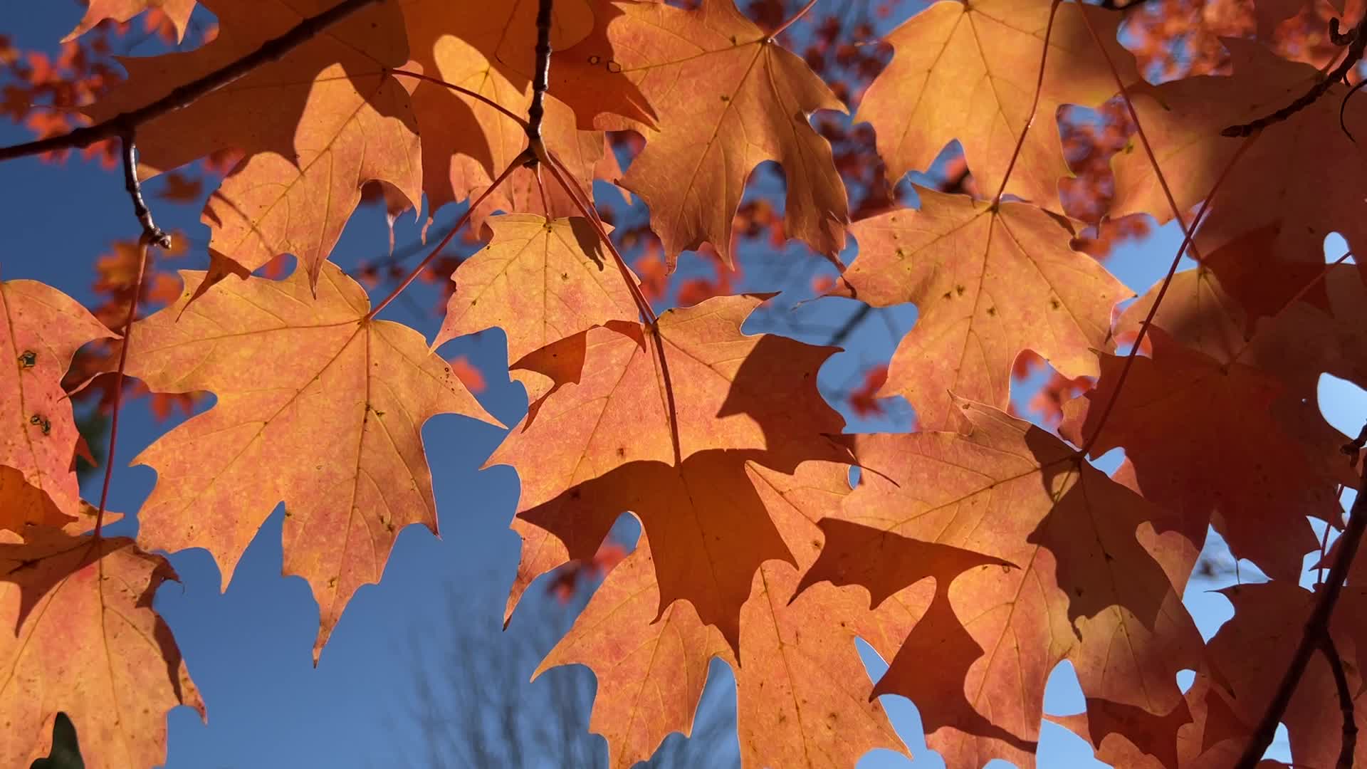 Autumn season in Scarborough
