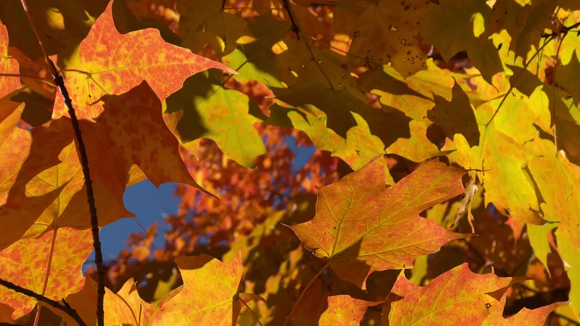 Autumn season in Scarborough