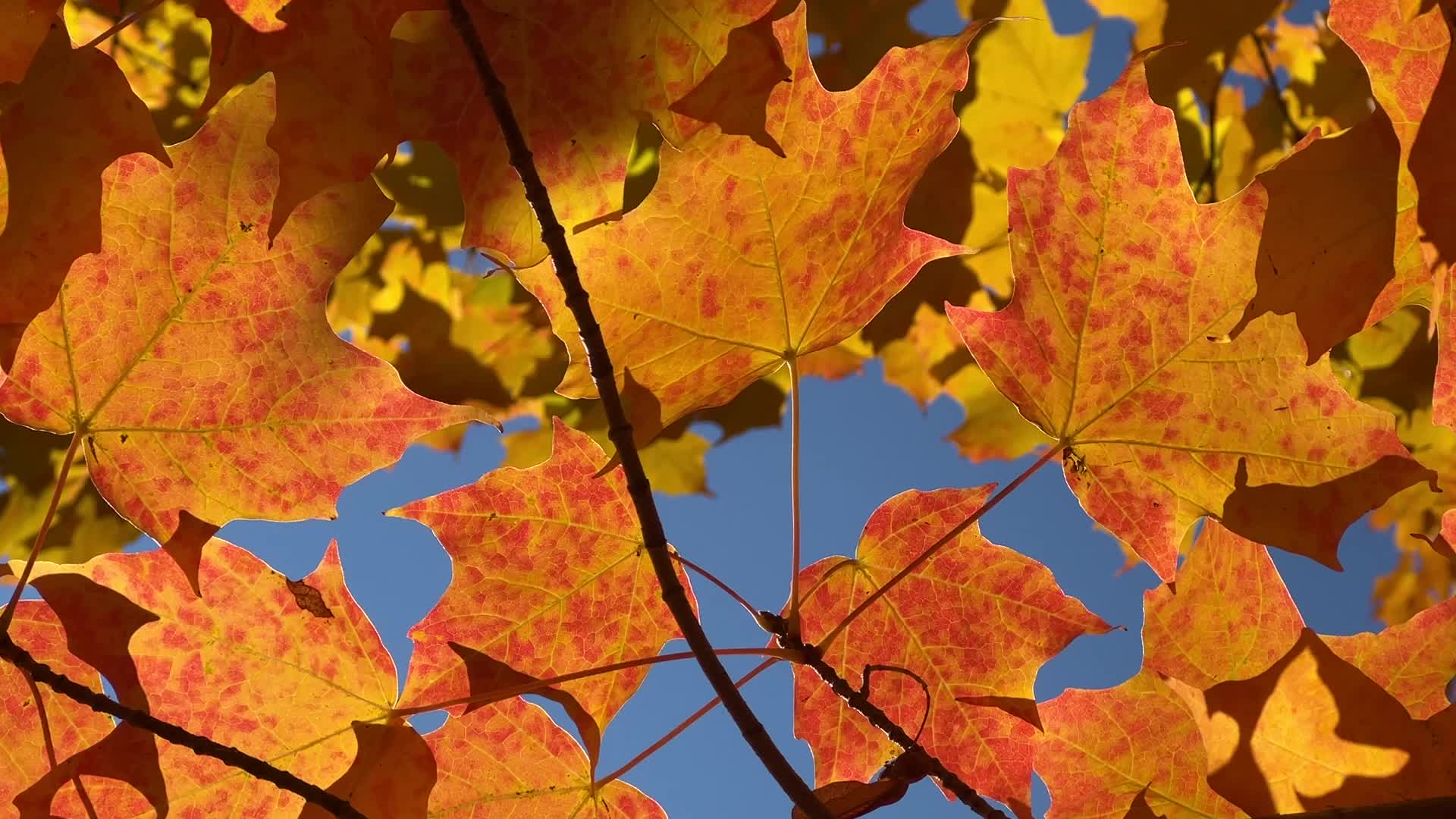 Autumn season in Scarborough