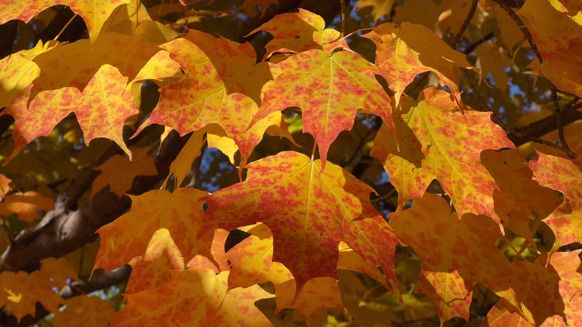 Autumn season in Scarborough