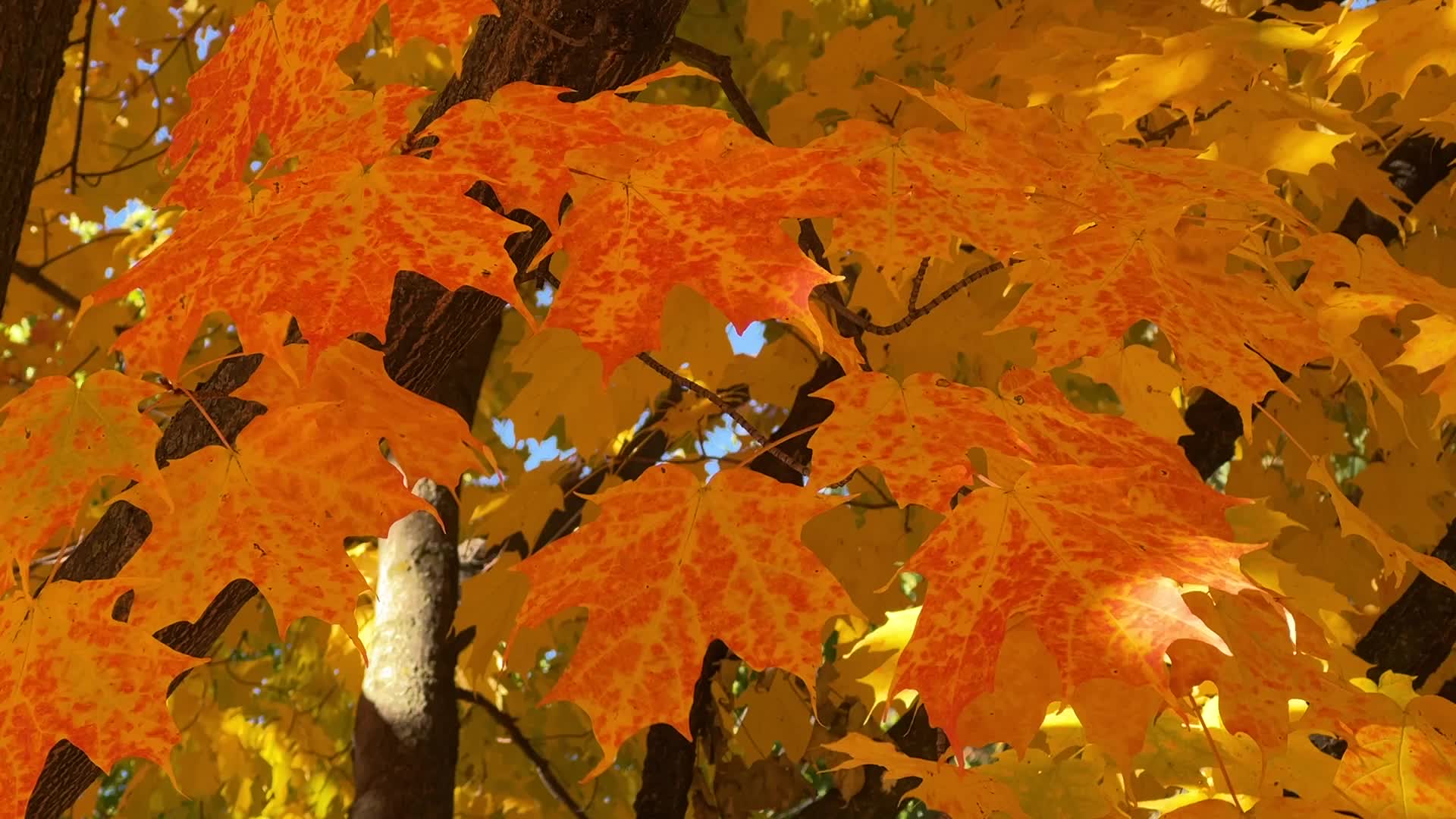Autumn season in Scarborough