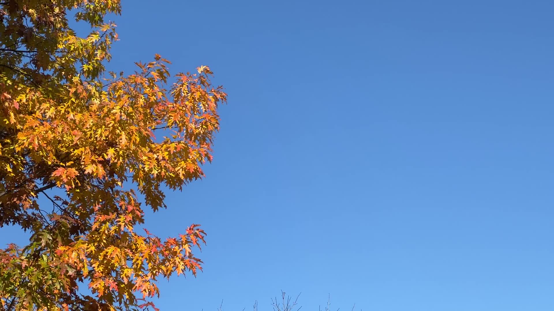 Autumn season in Scarborough