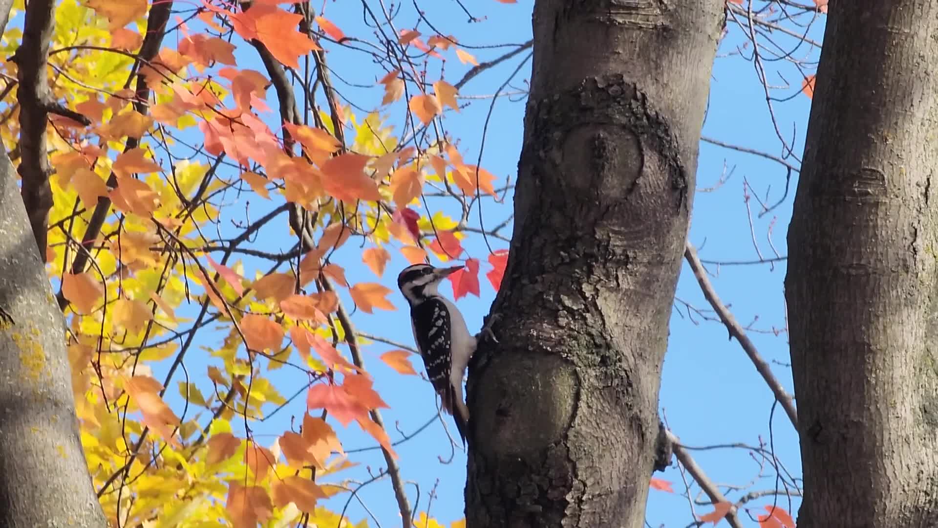 Autumn season in Scarborough