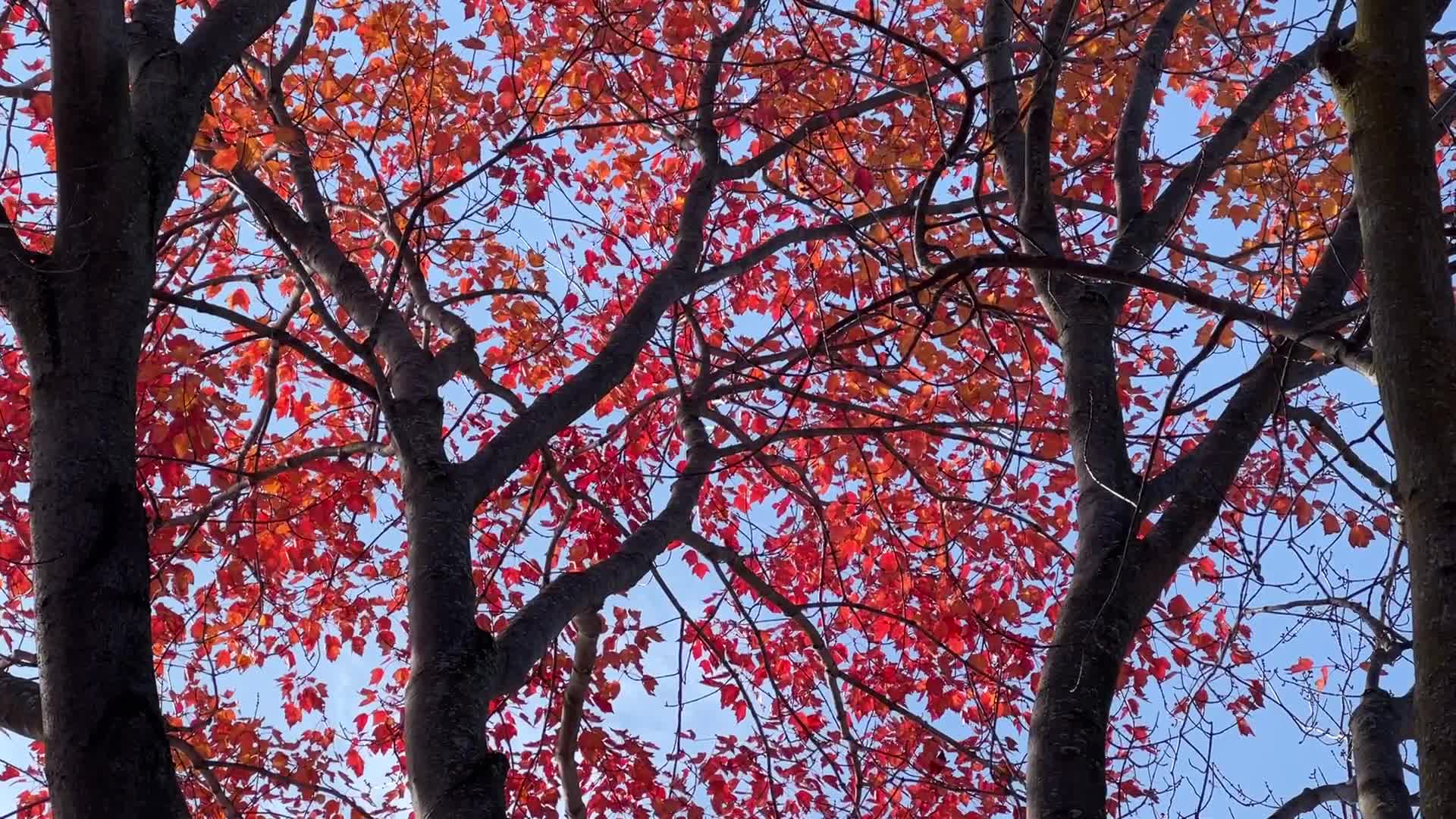 Autumn season in Scarborough