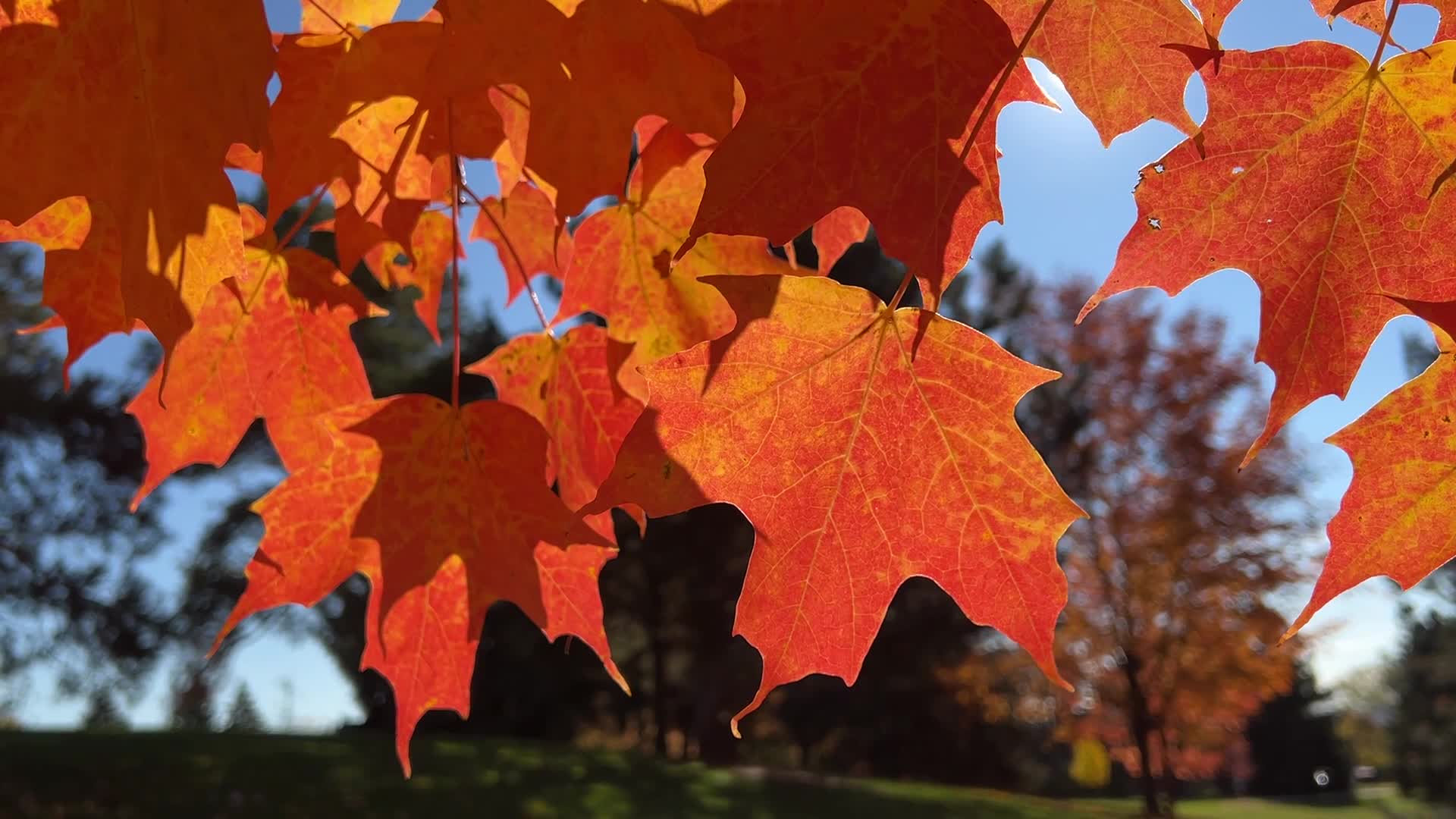 Autumn season in Scarborough