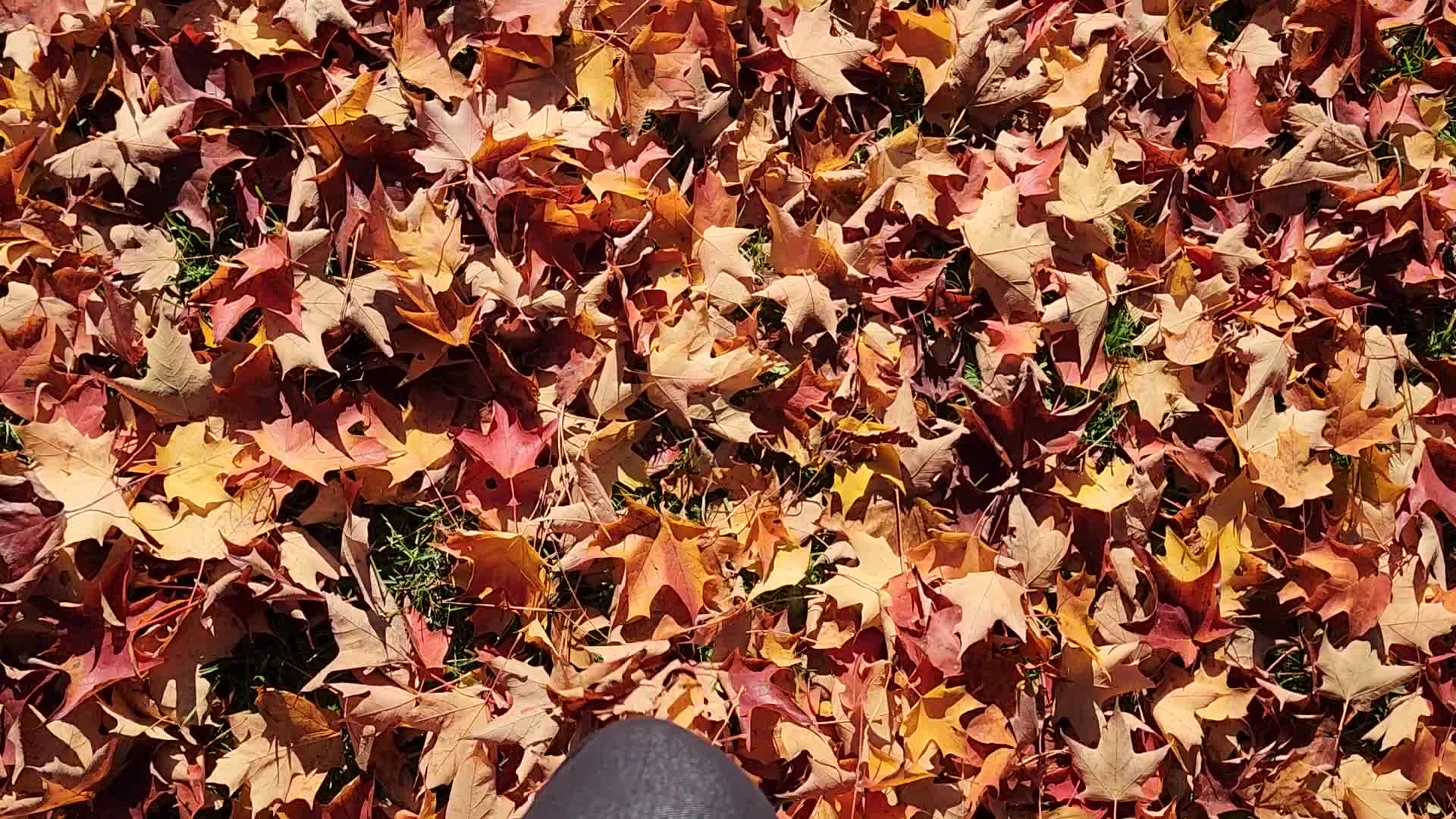 Autumn season in Scarborough