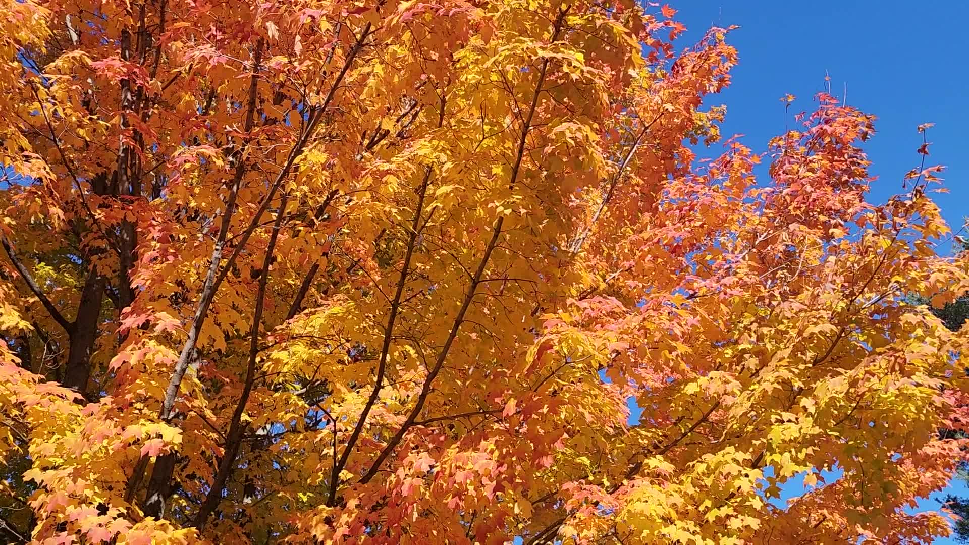 Autumn season in Scarborough