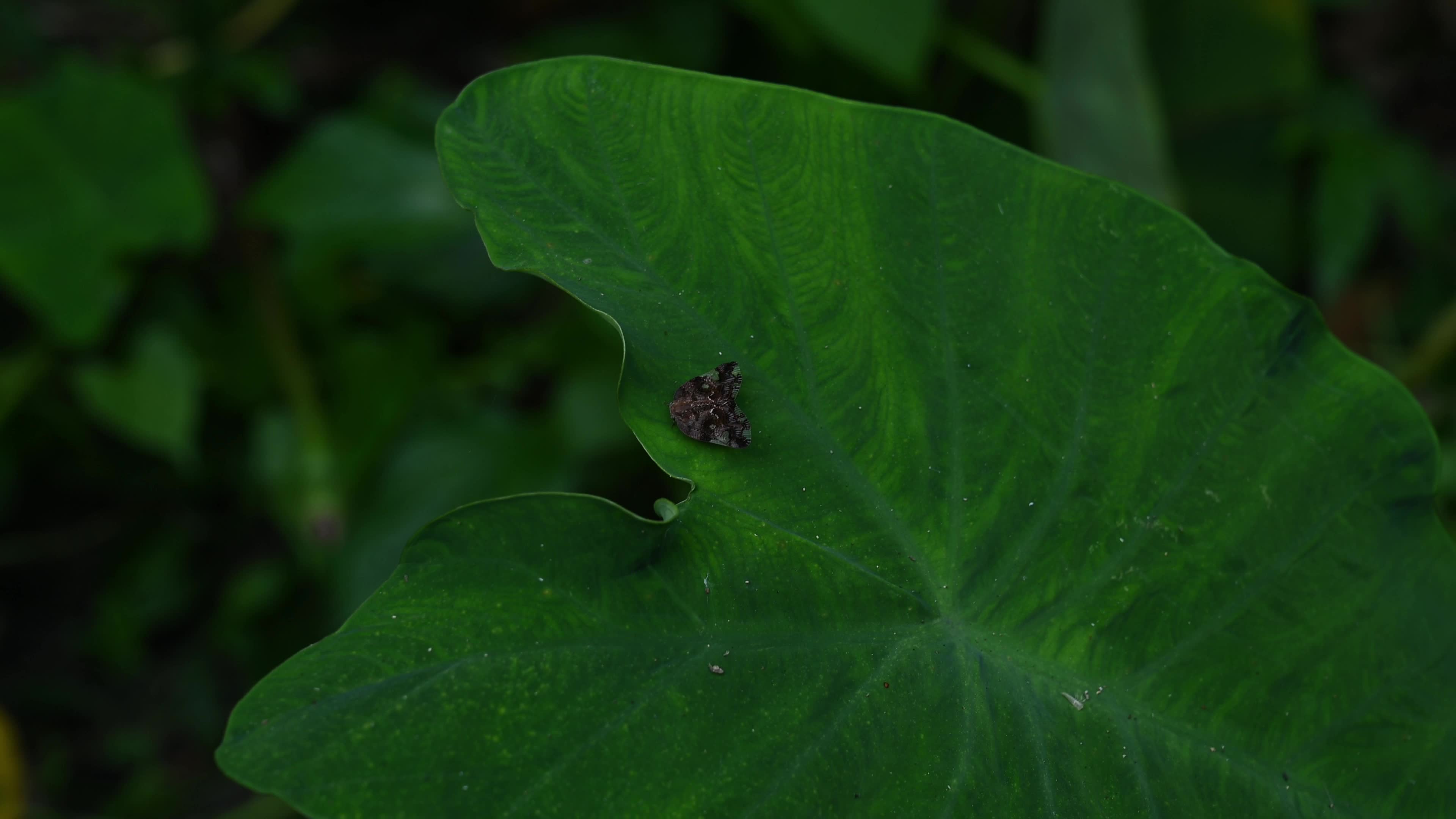 Black planthopper (Ricania speculum) - Agricultural Pest