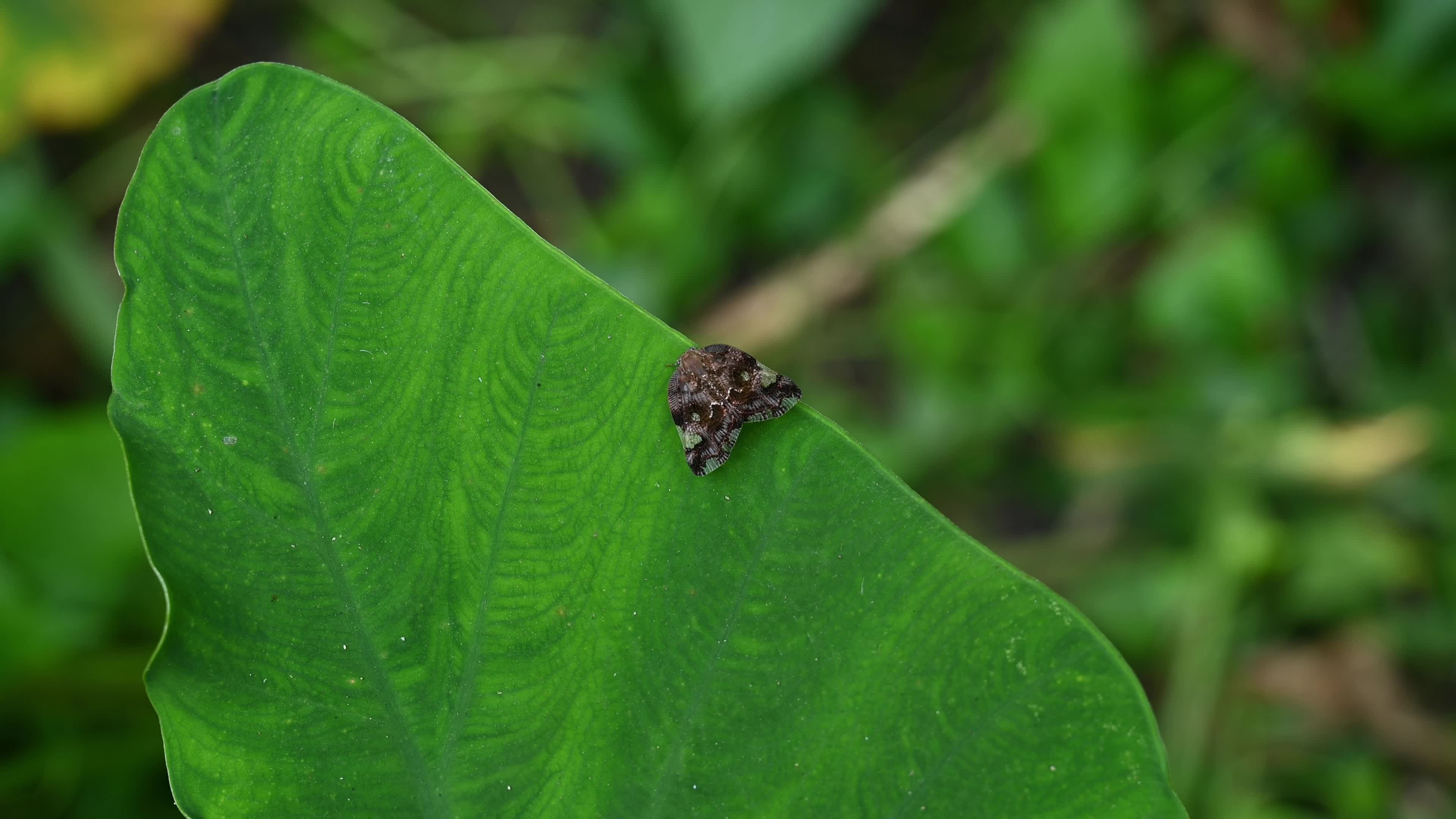 Black planthopper (Ricania speculum) - Agricultural Pest