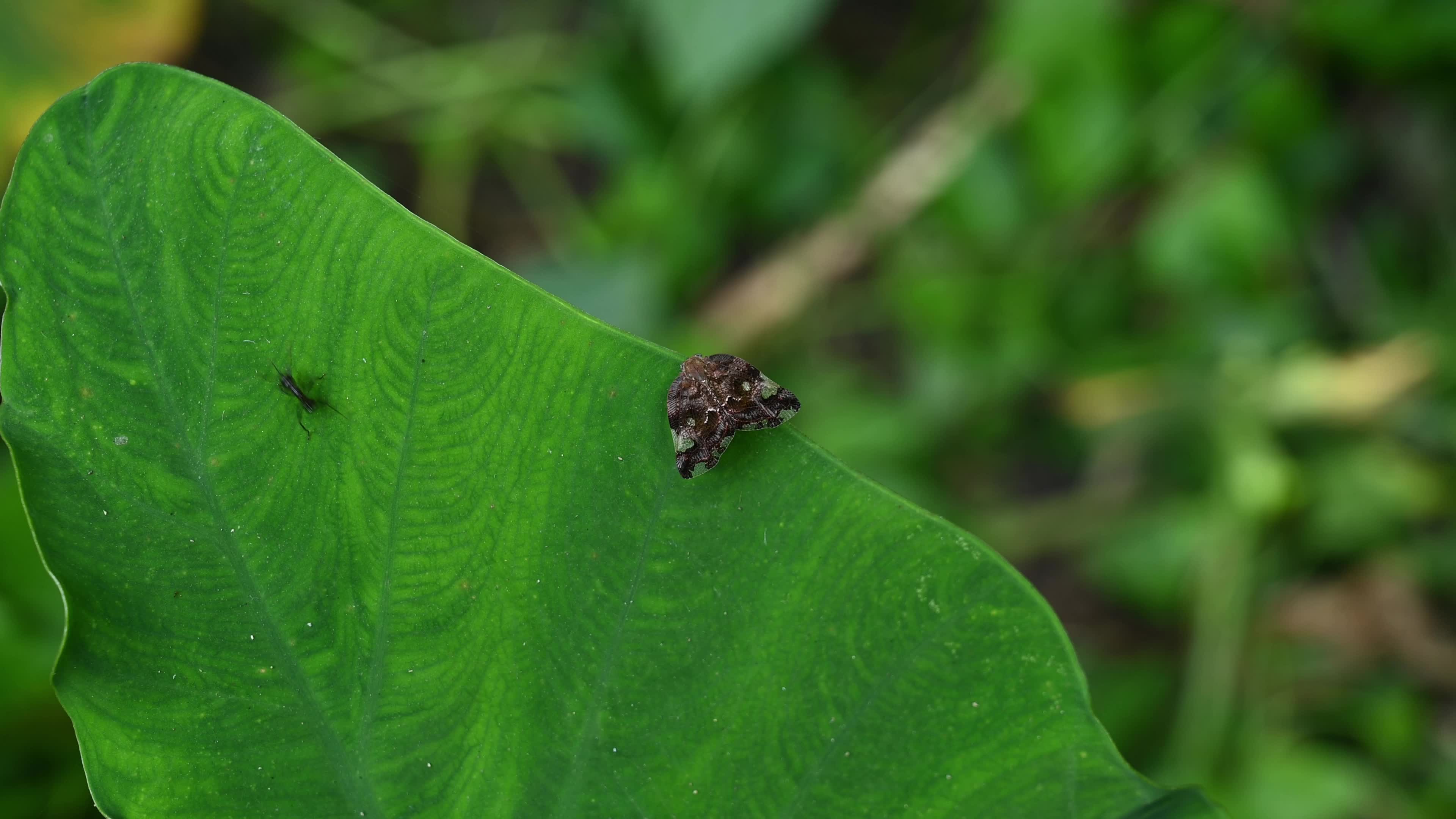 Black planthopper (Ricania speculum) - Agricultural Pest