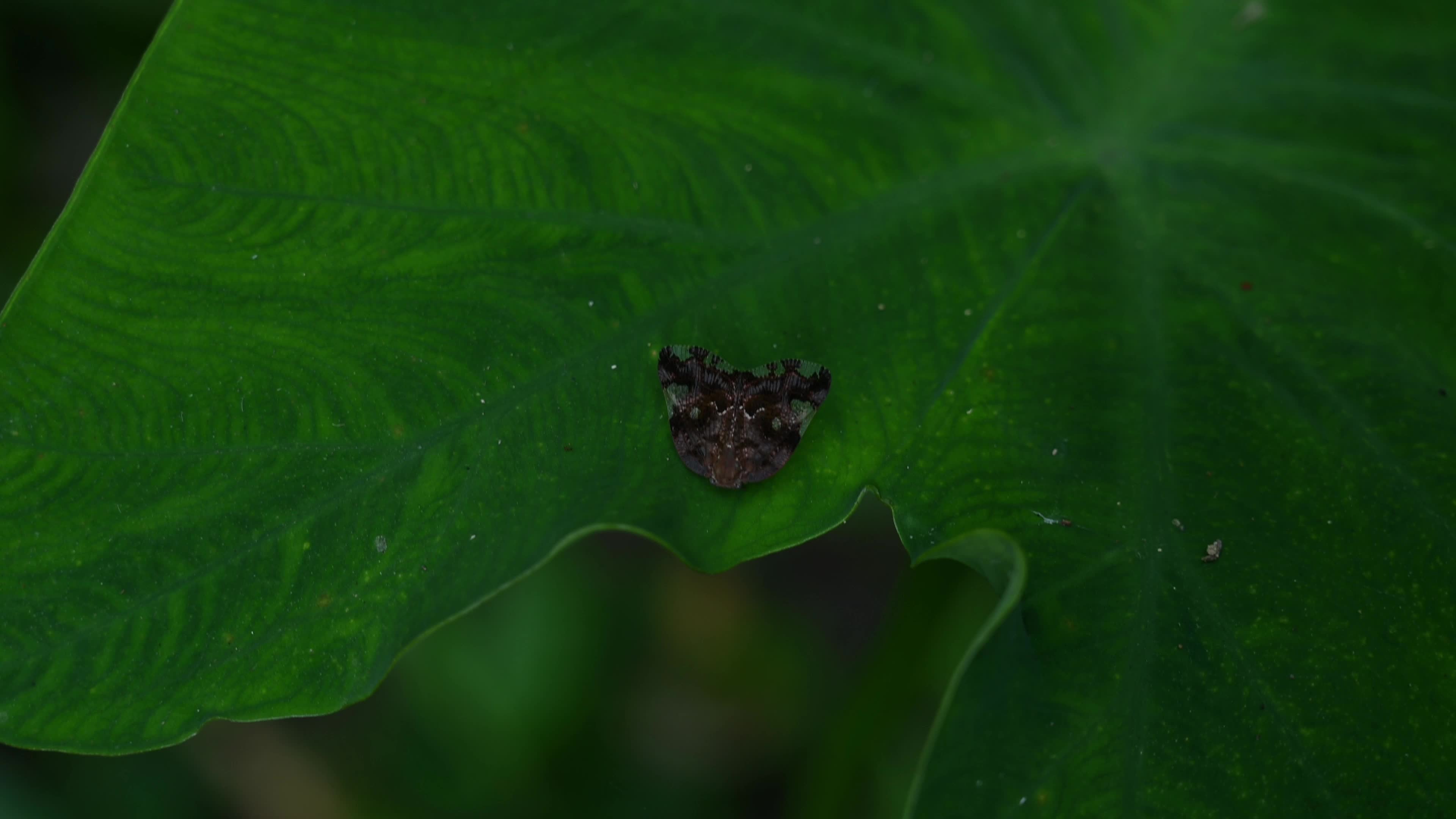 Black planthopper (Ricania speculum) - Agricultural Pest