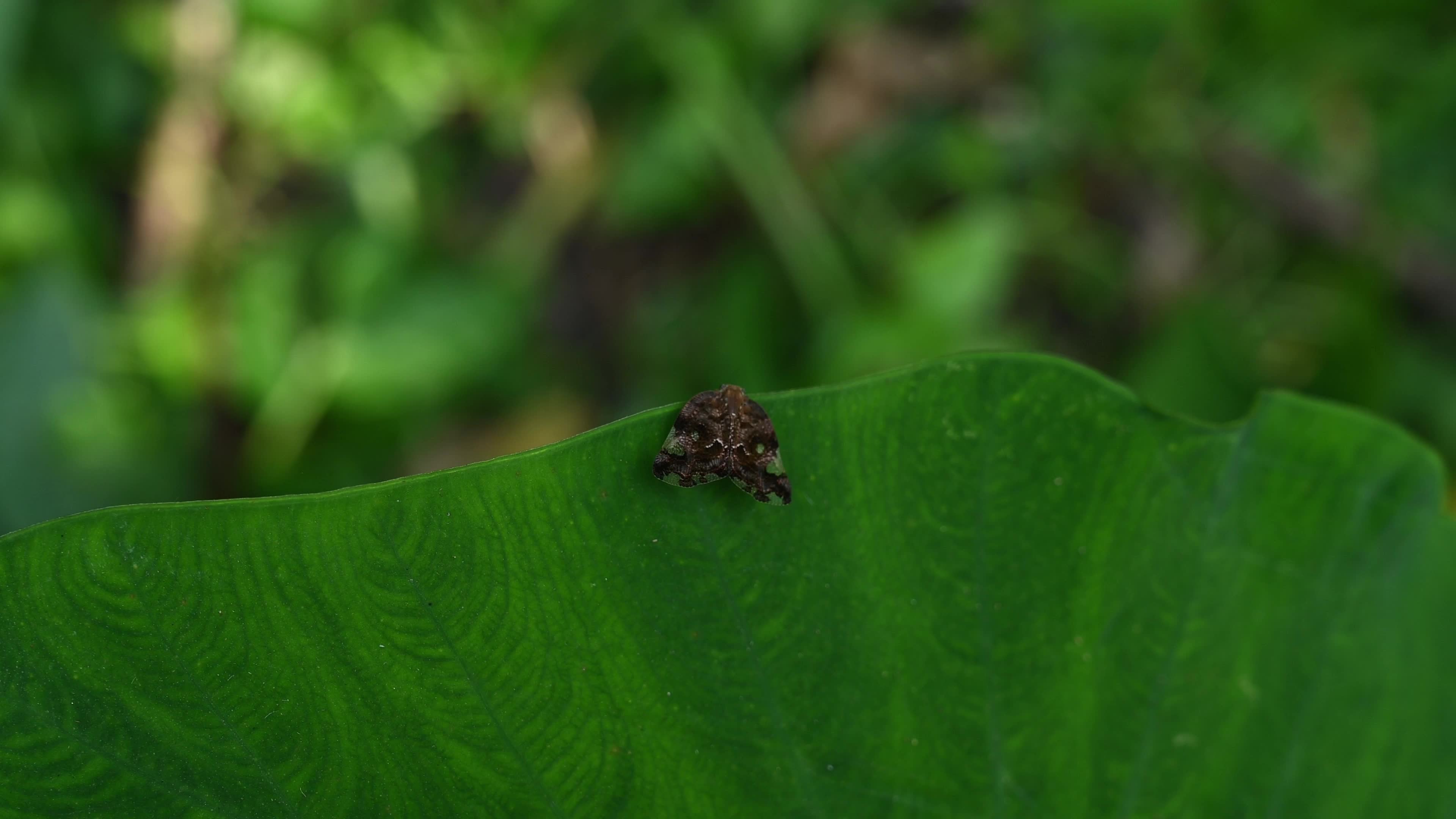 Black planthopper (Ricania speculum) - Agricultural Pest