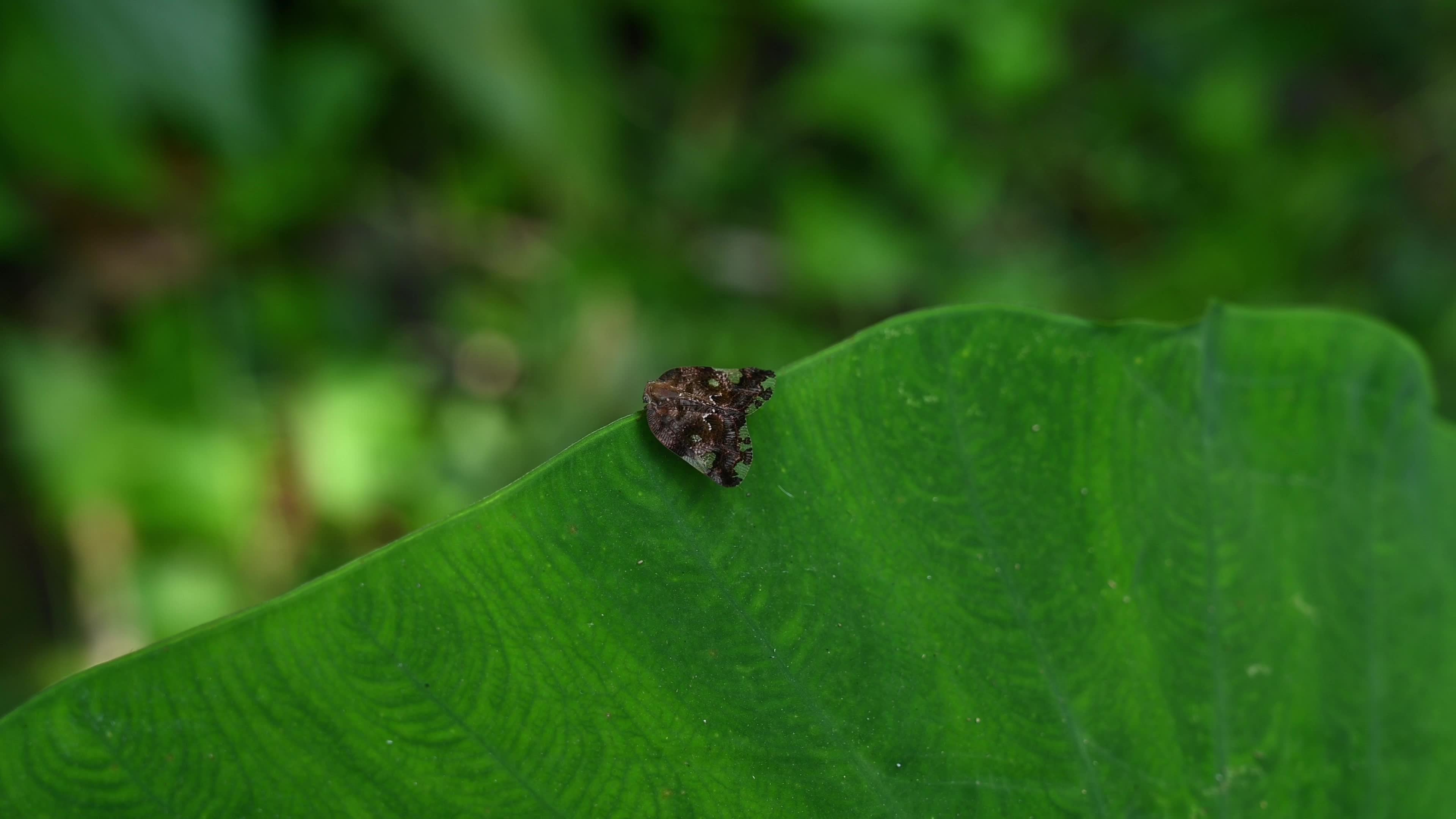 Black planthopper (Ricania speculum) - Agricultural Pest