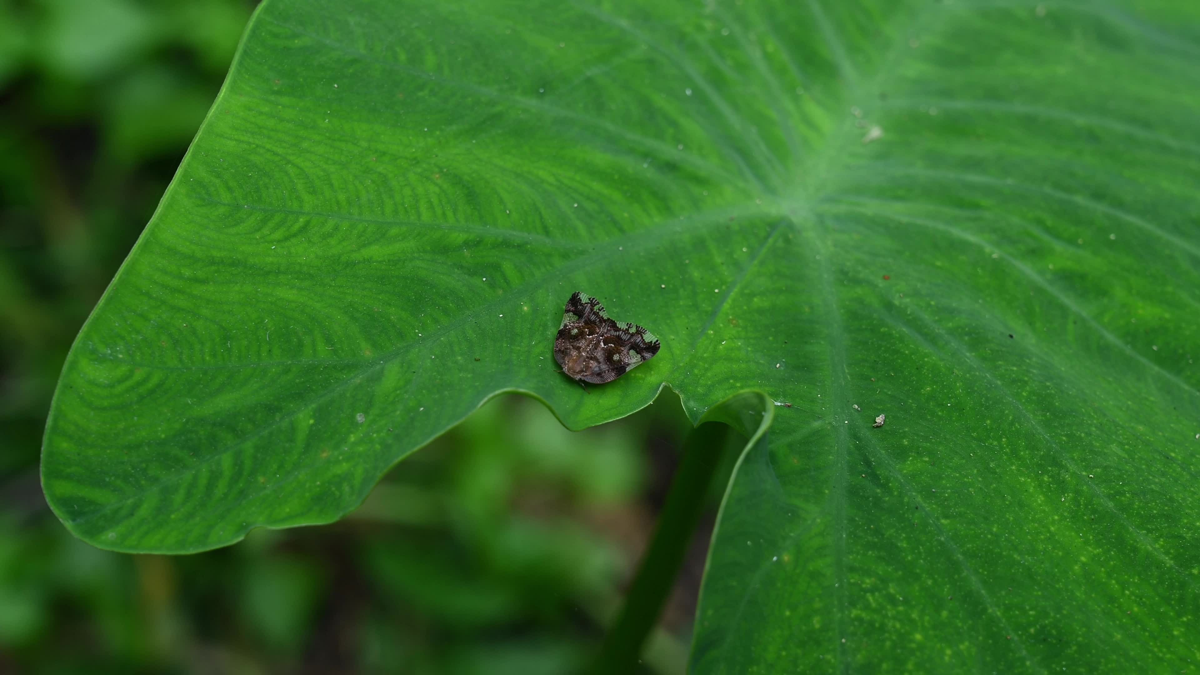 Black planthopper (Ricania speculum) - Agricultural Pest