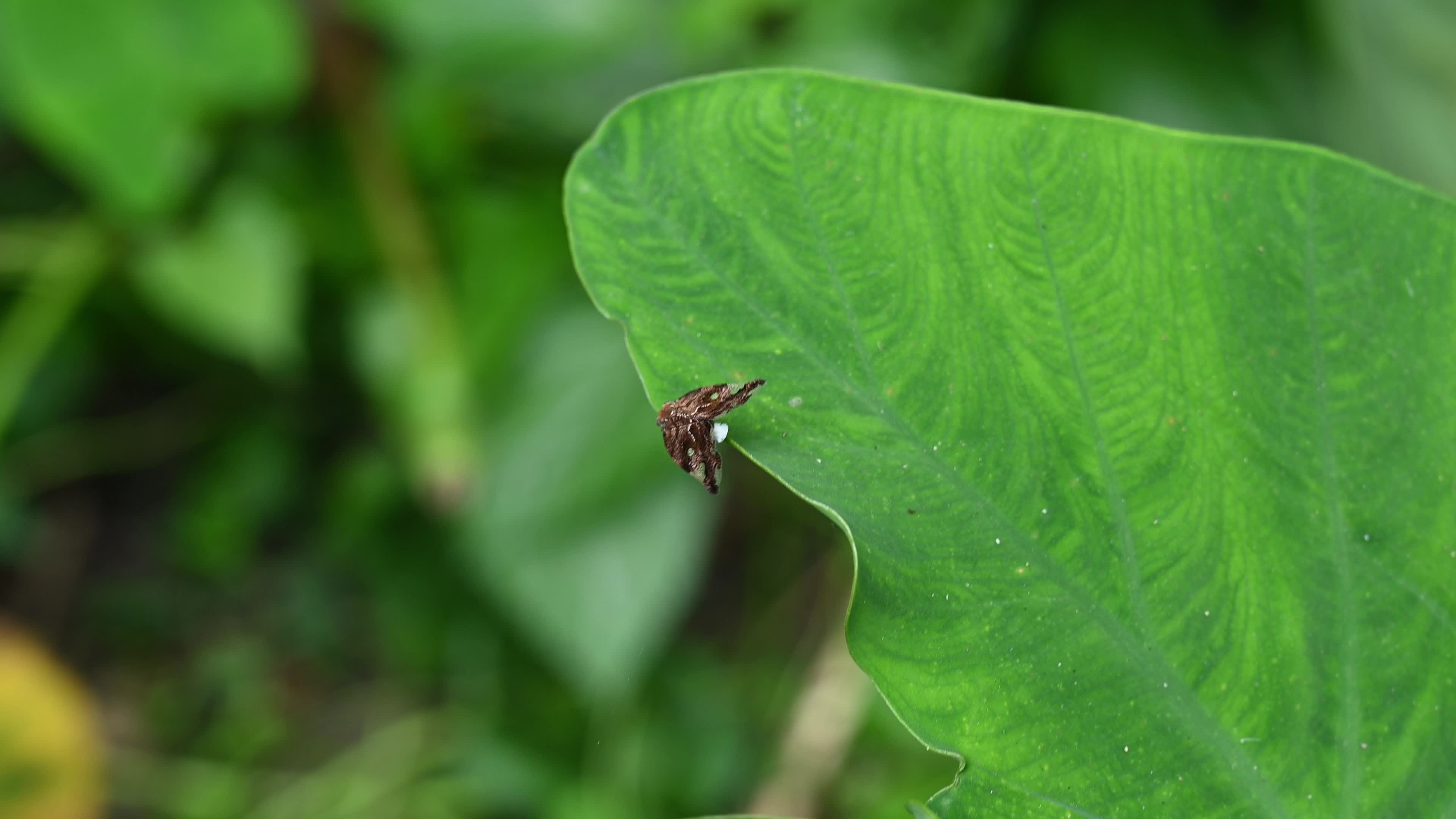 Black planthopper (Ricania speculum) - Agricultural Pest