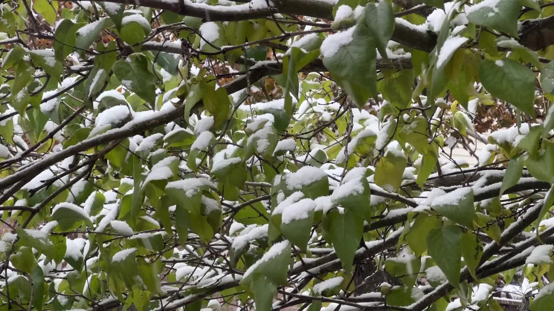 First snowfall of the season in Toronto, Canada