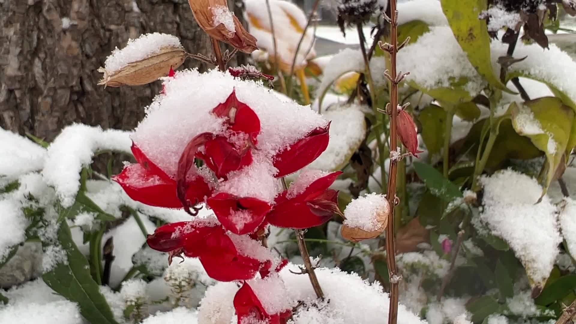 First snowfall of the season in Toronto, Canada