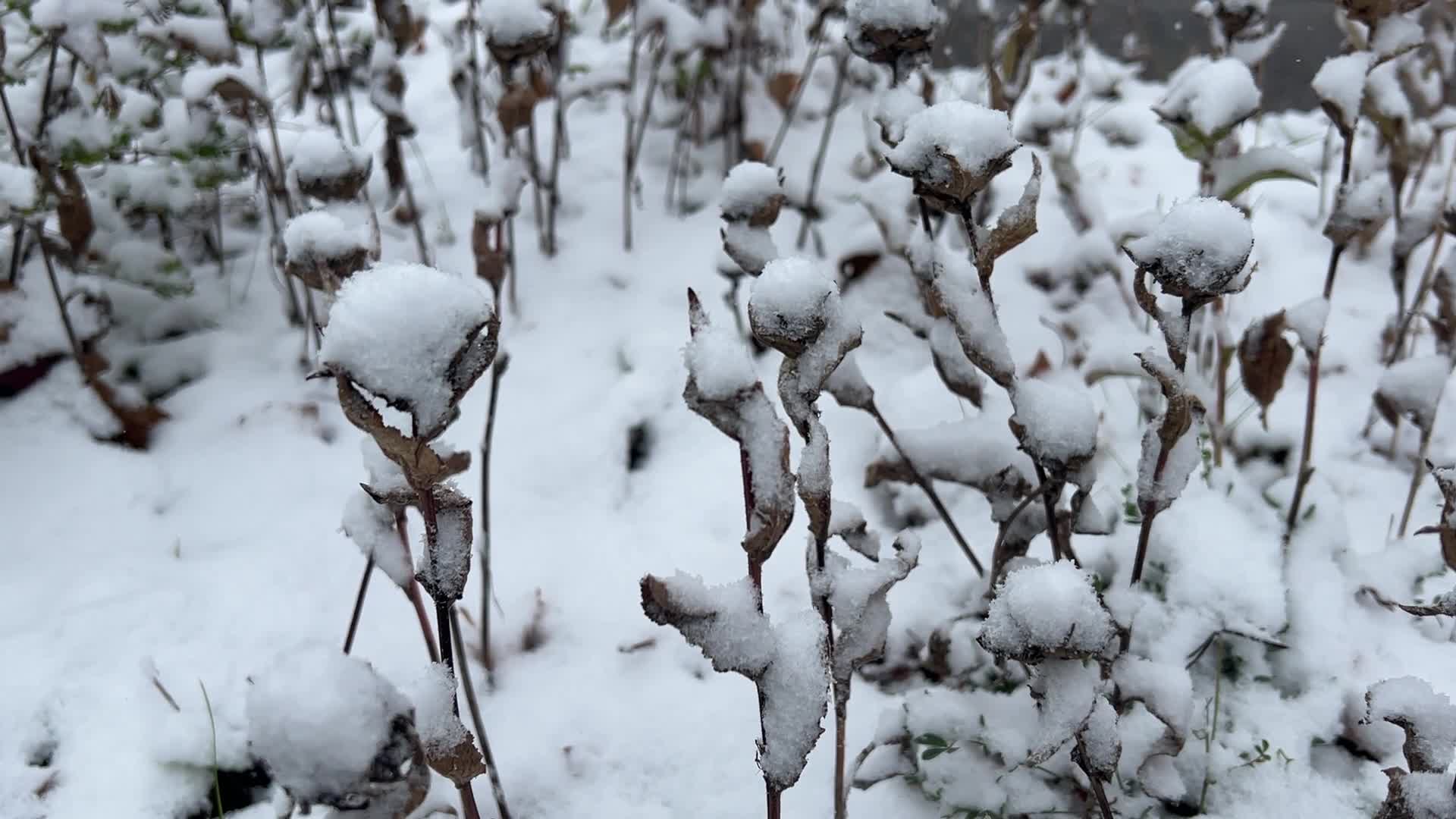 First snowfall of the season in Toronto, Canada