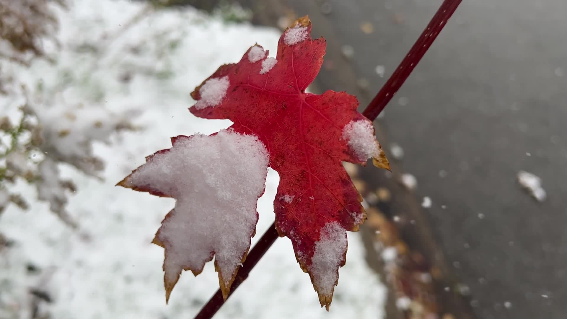 First snowfall of the season in Toronto, Canada