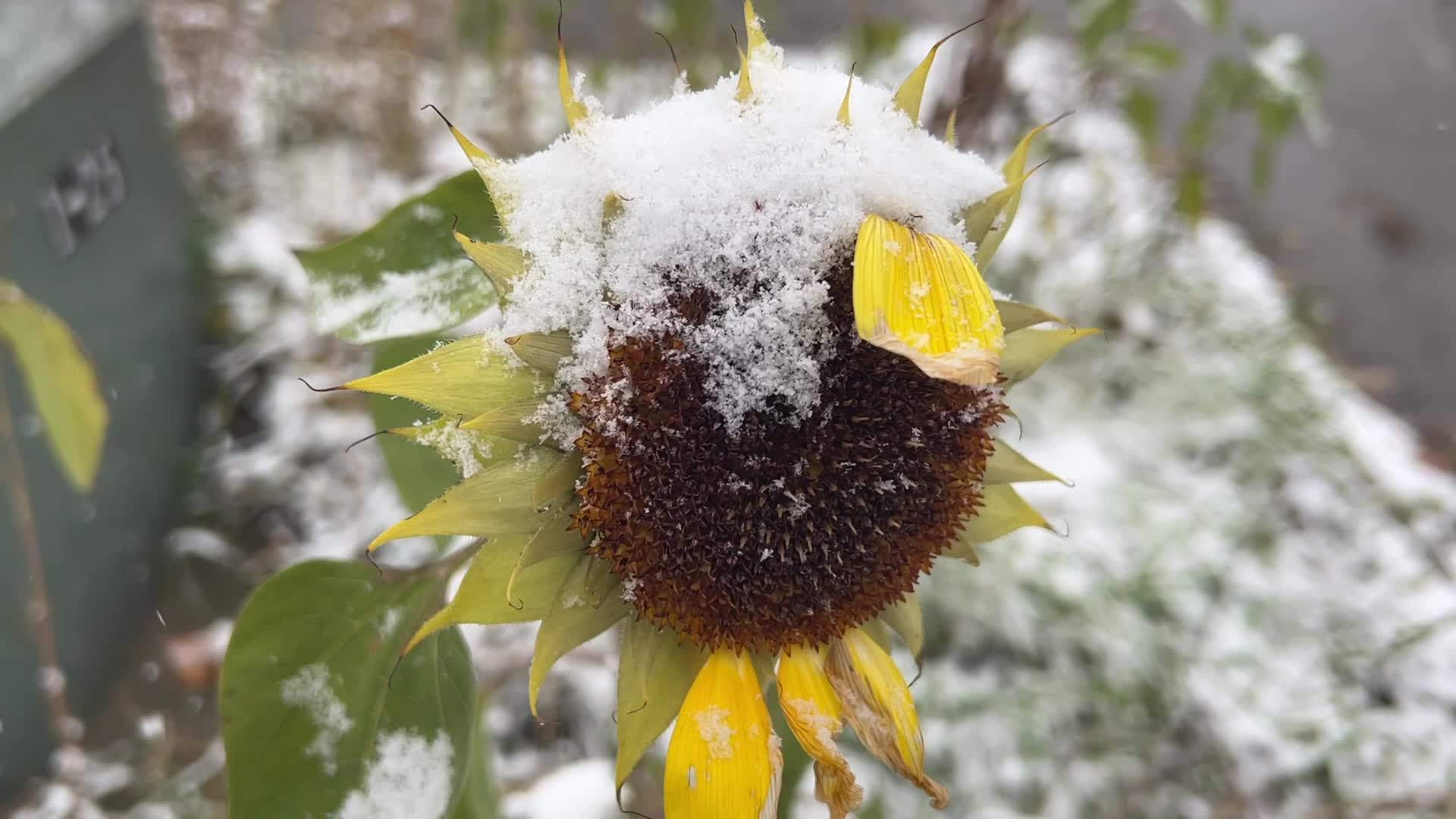 First snowfall of the season in Toronto, Canada