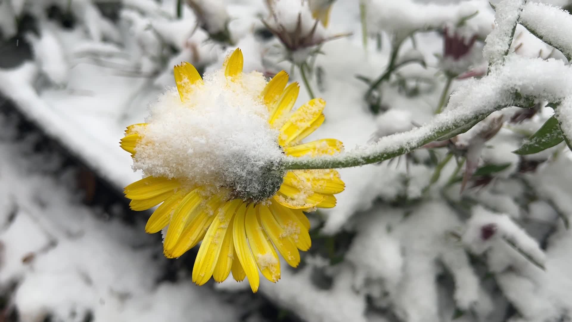 First snowfall of the season in Toronto, Canada