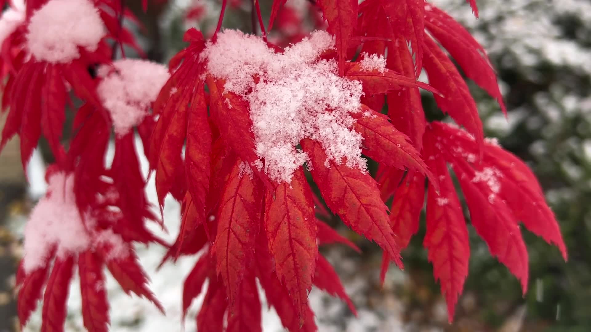 First snowfall of the season in Toronto, Canada